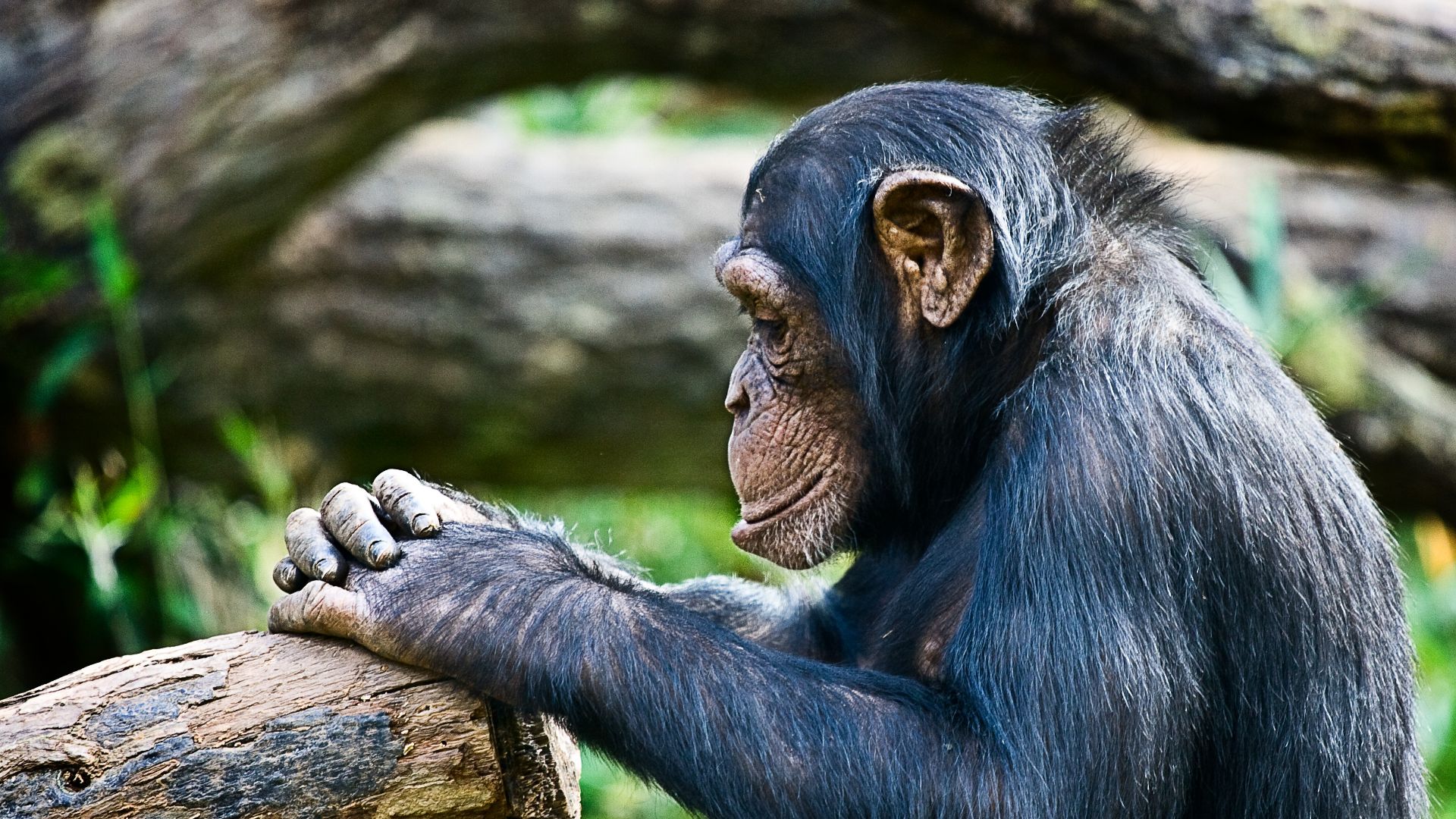 A chimpanzee appears deep in thought (or pray) at the NC Zoo.