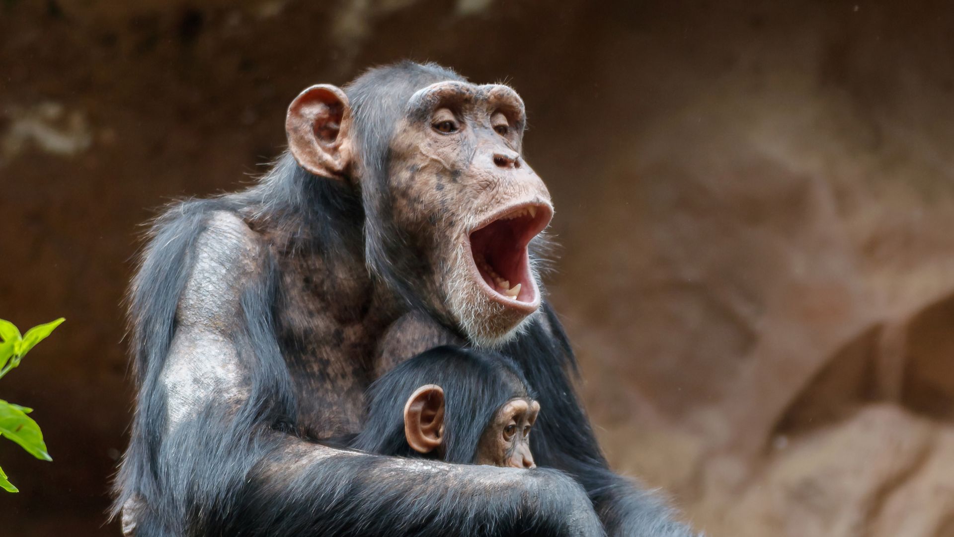 Pan troglodytes (Blumenbach, 1775), Common chimpanzee; Loro Parque, Tenerife, Canary Islands, Spain.