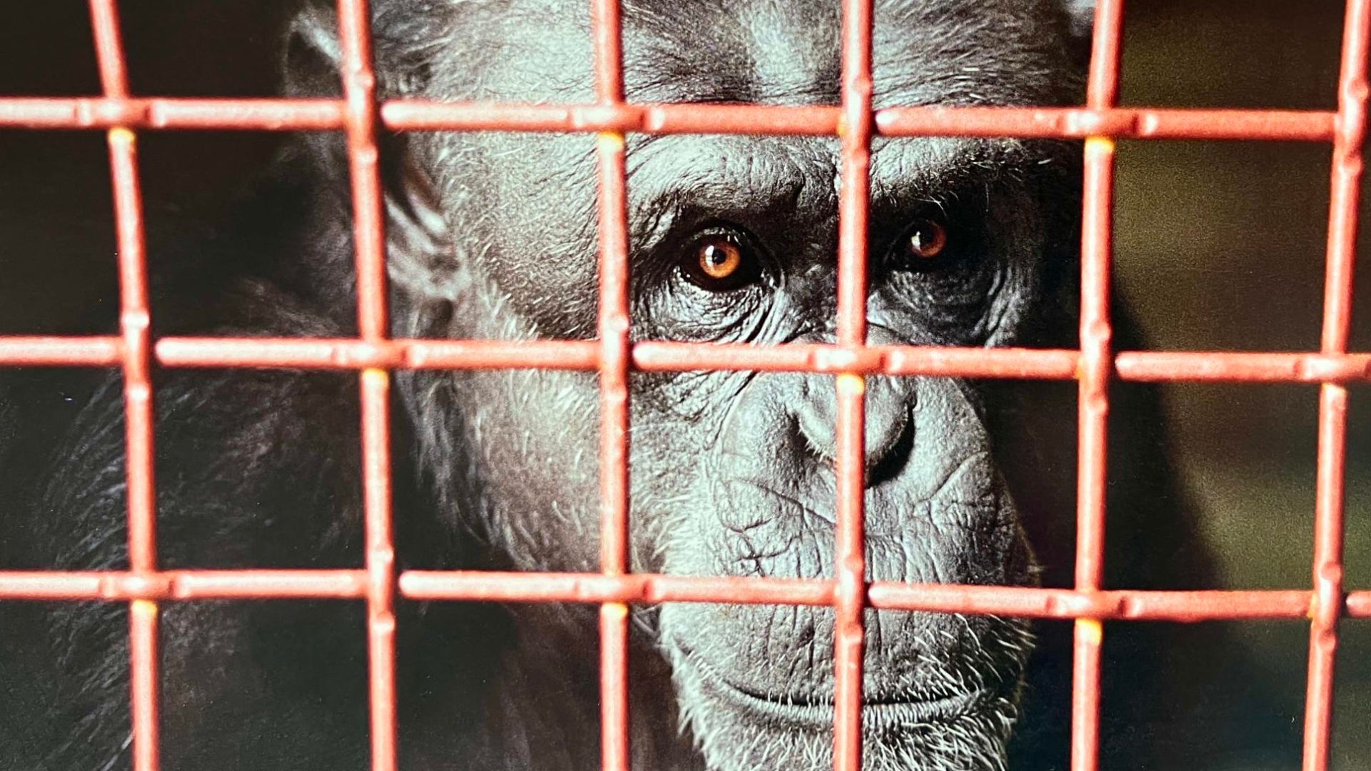 Nim Chimpsky in 1999. Photo by Bob Ingersoll.