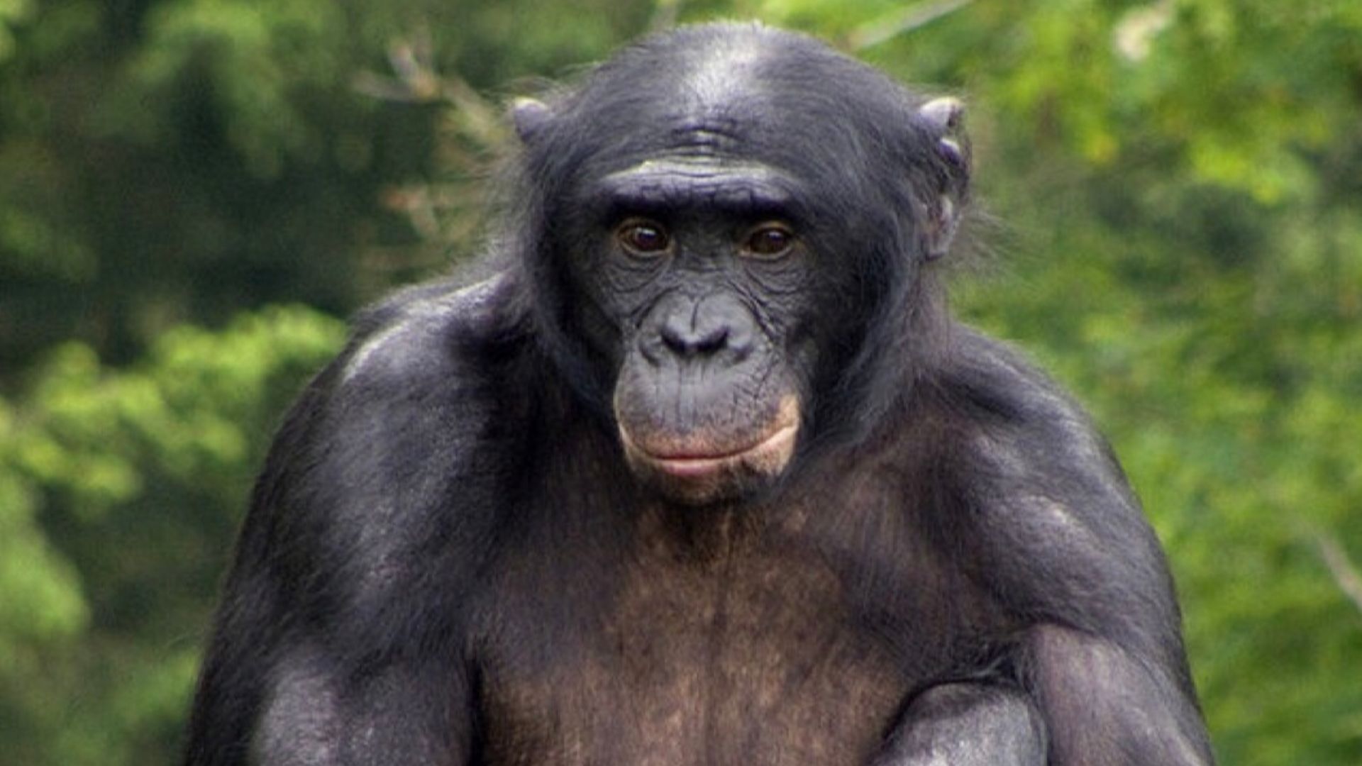 Composite image of chimpanzee (left) and bonobo (right)