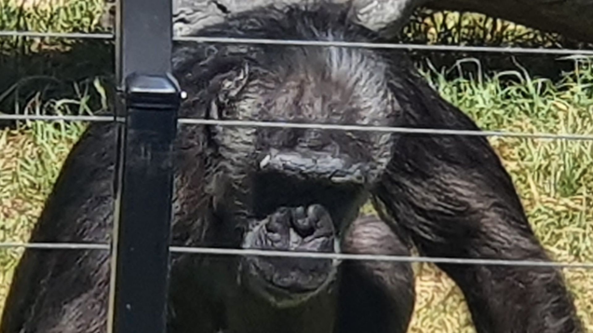 Photo of a Common Chimpanzee taken at Sydney Zoo.