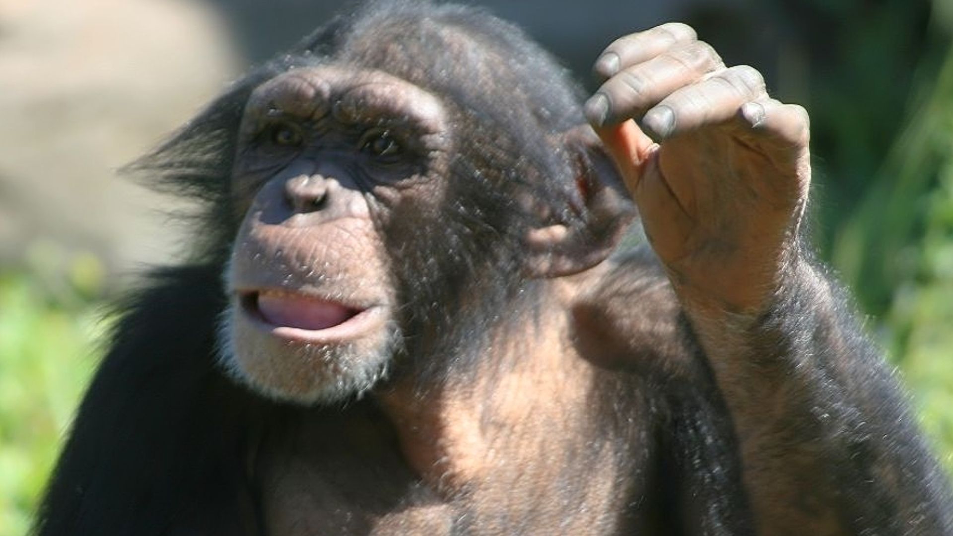 Location taken: Miami MetroZoo, Miami, FL USA. Names: Pan troglodytes (Blumenbach, 1799) (Blumenbach, 1775), Akatia, Bayağı şempanze, Chimpancé, Chimpancé común, Chimpanse, Chimpansee, Chimpanzé, Chimpanze boutin, Chimpanzé commun, Chimpanzé comum, chimpa
