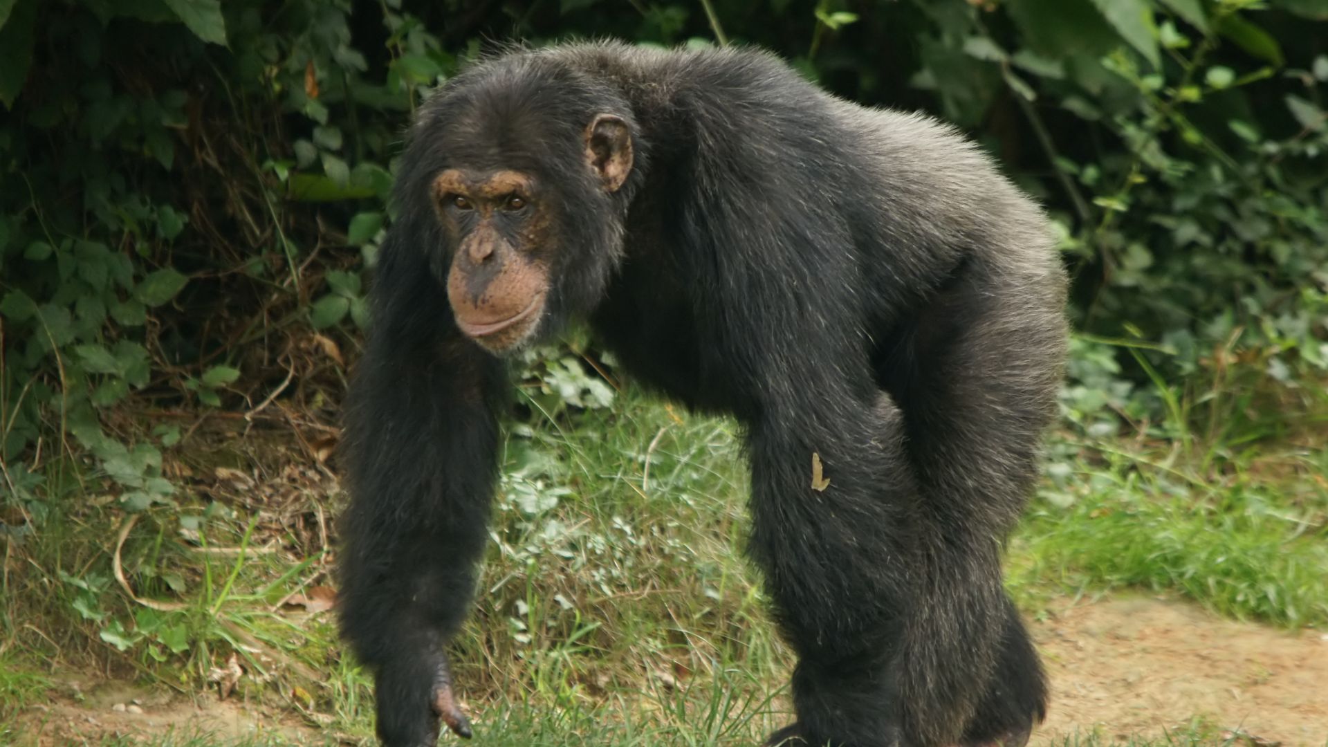 Male Chimpanzee at La Vallée de Singes, at Romagne (Vienne, Poitou-Charentes), France.