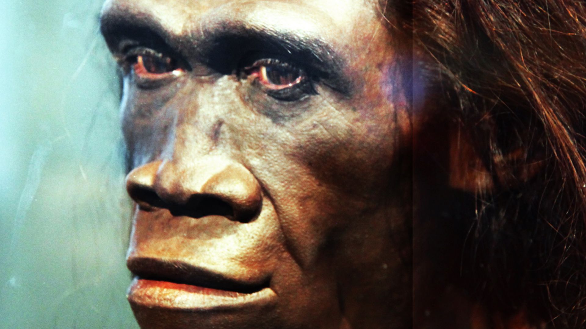 A model of the face of an adult female Homo erectus, one of the first truly human ancestors of modern man, on display in the Hall of Human Origins in the Smithsonian Museum of Natural History in Washington, D.C.
By reconstruction by John Gurche; photograp