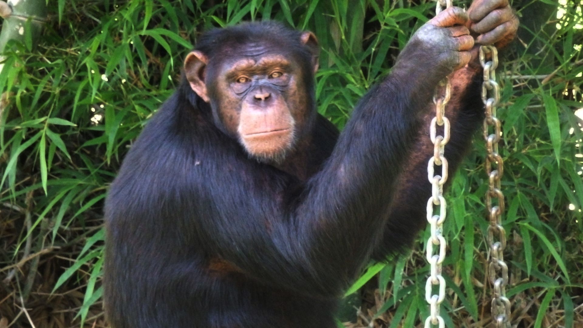 Chimpanzee at Mysore Zoo