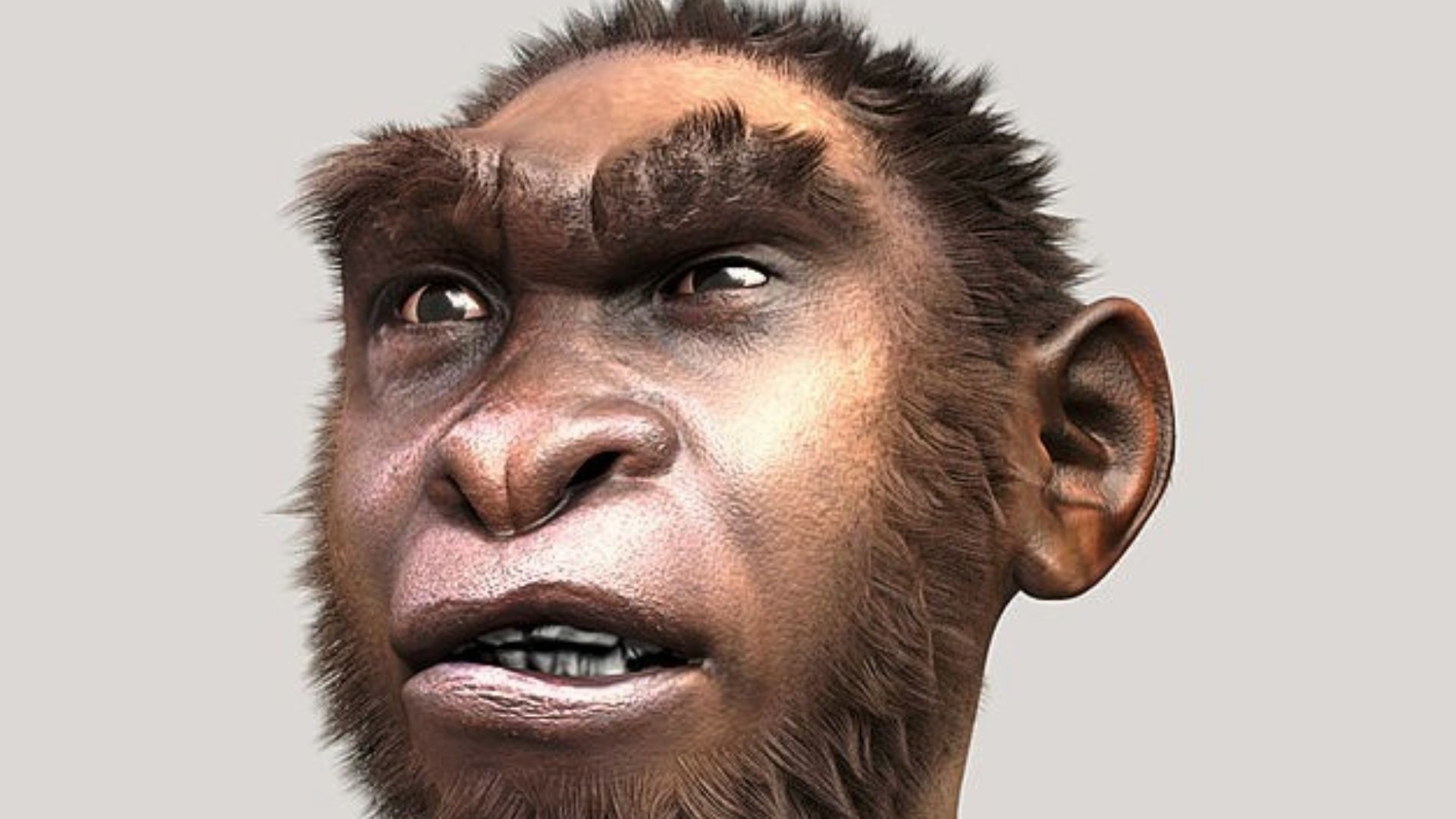 Turkana Boy - Forensic facial reconstruction/approximation