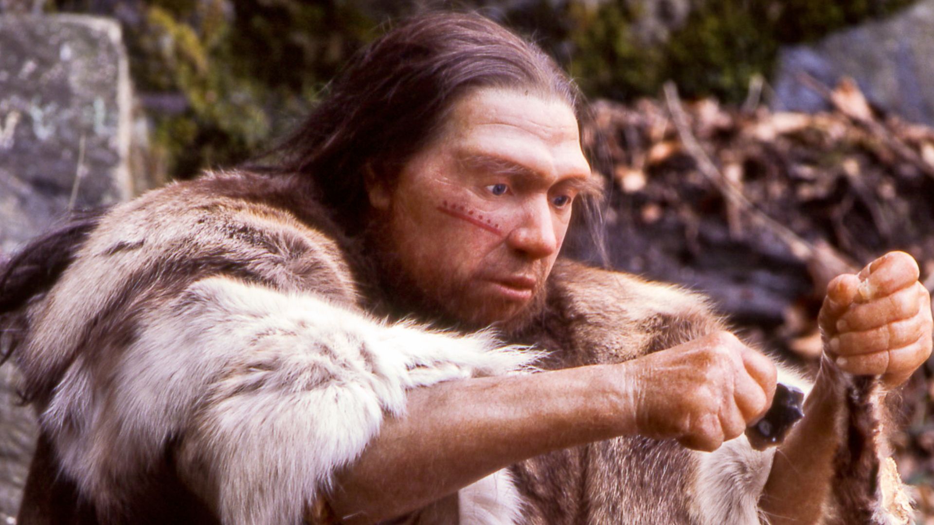 Lebend-Rekonstruktion im Neanderthal-Museum (Erkrath, Mettmann) eines Homo sapiens neanderthalensis-Jägers