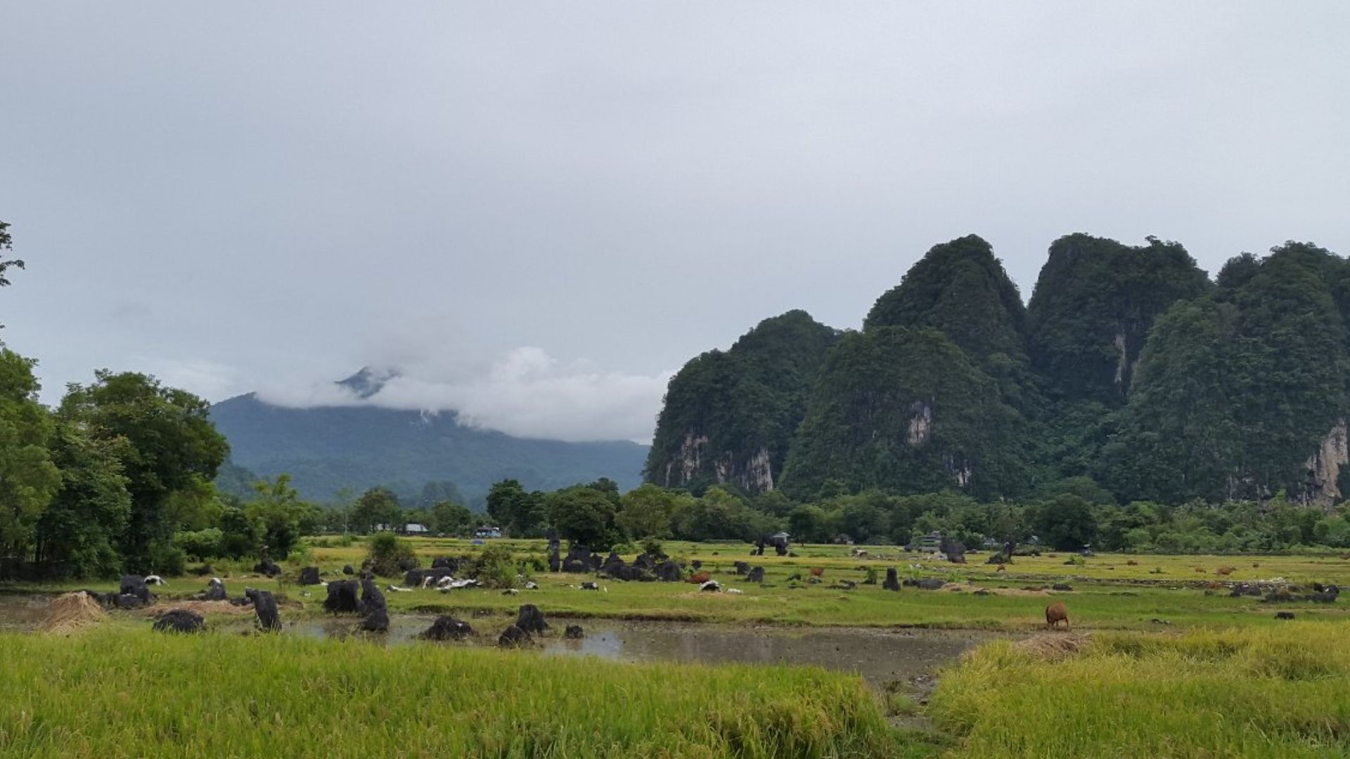 Hijaunya alam Sulawesi dengan hamparan padi dan kerbau-kerbau di lingkupi pegunungan karst yang kokoh. Melambangkan jiwa Sulawesi yang teguh, kuat dan penuh cinta kasih.