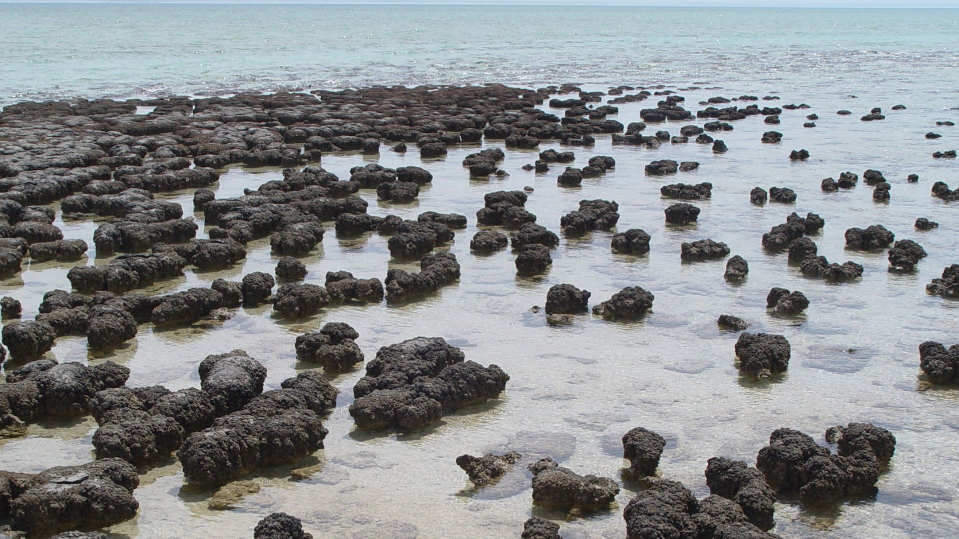 Stromatolites growing in Hamelin Pool Marine Nature Reserve, Shark Bay in Western Australia.