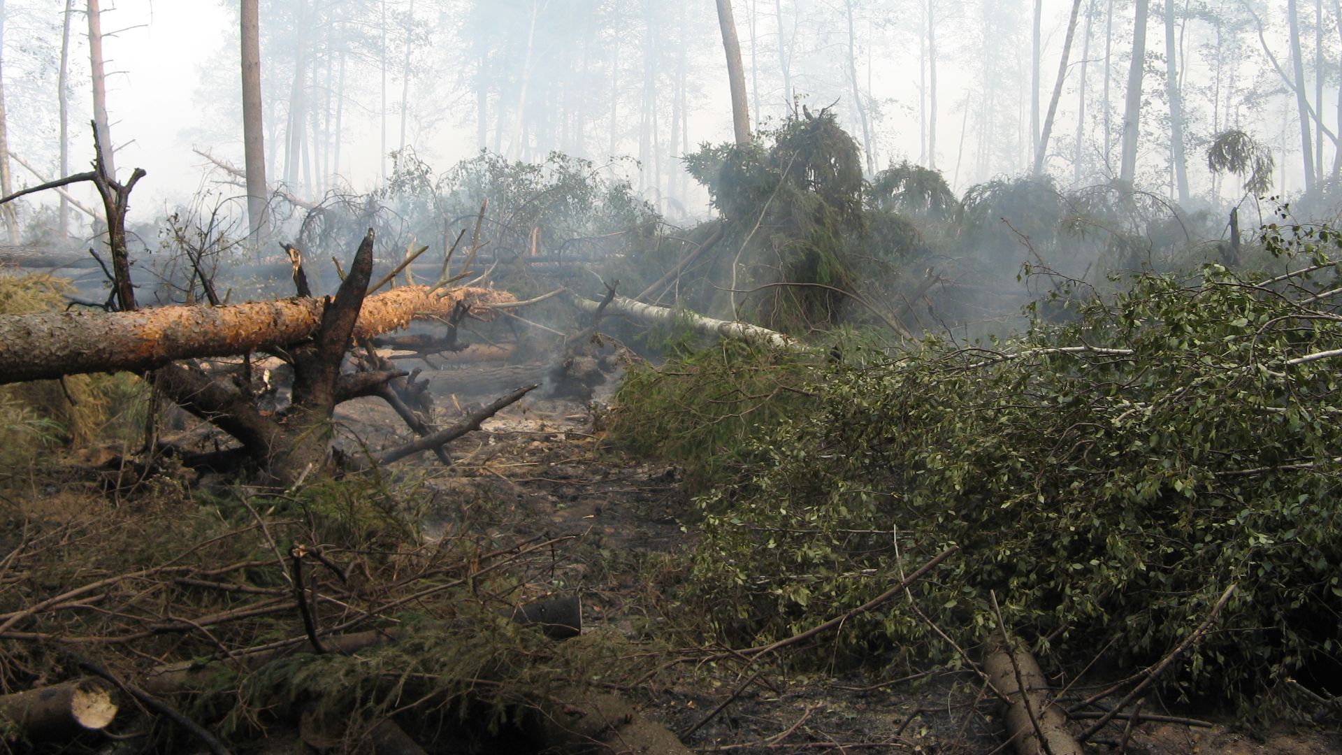 Front end of forest forest-peat fire fighting near Roshal town 13 aug 2010