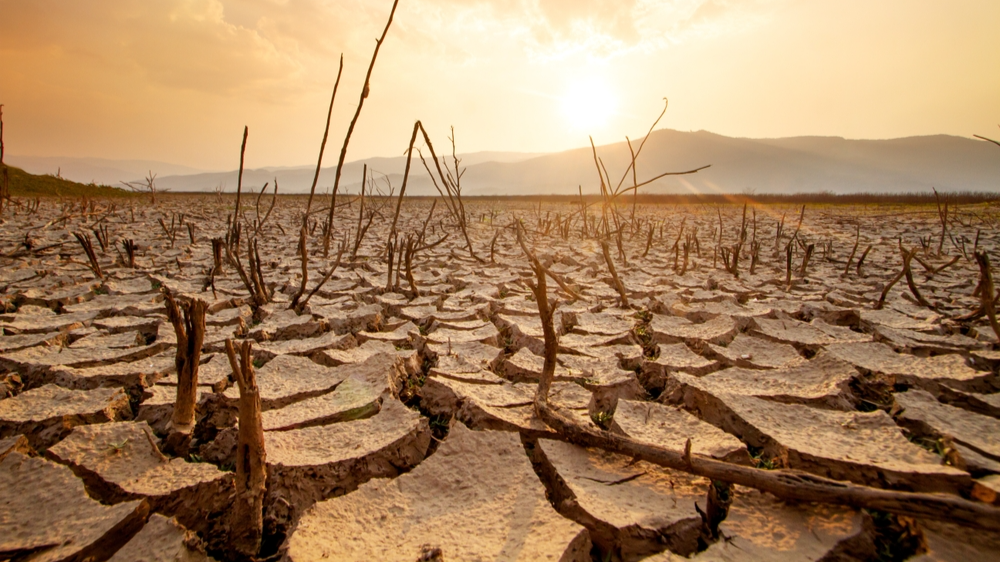 Drought and dry plants