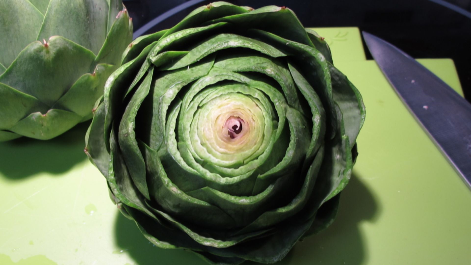 A globe artichoke prepared for steaming.