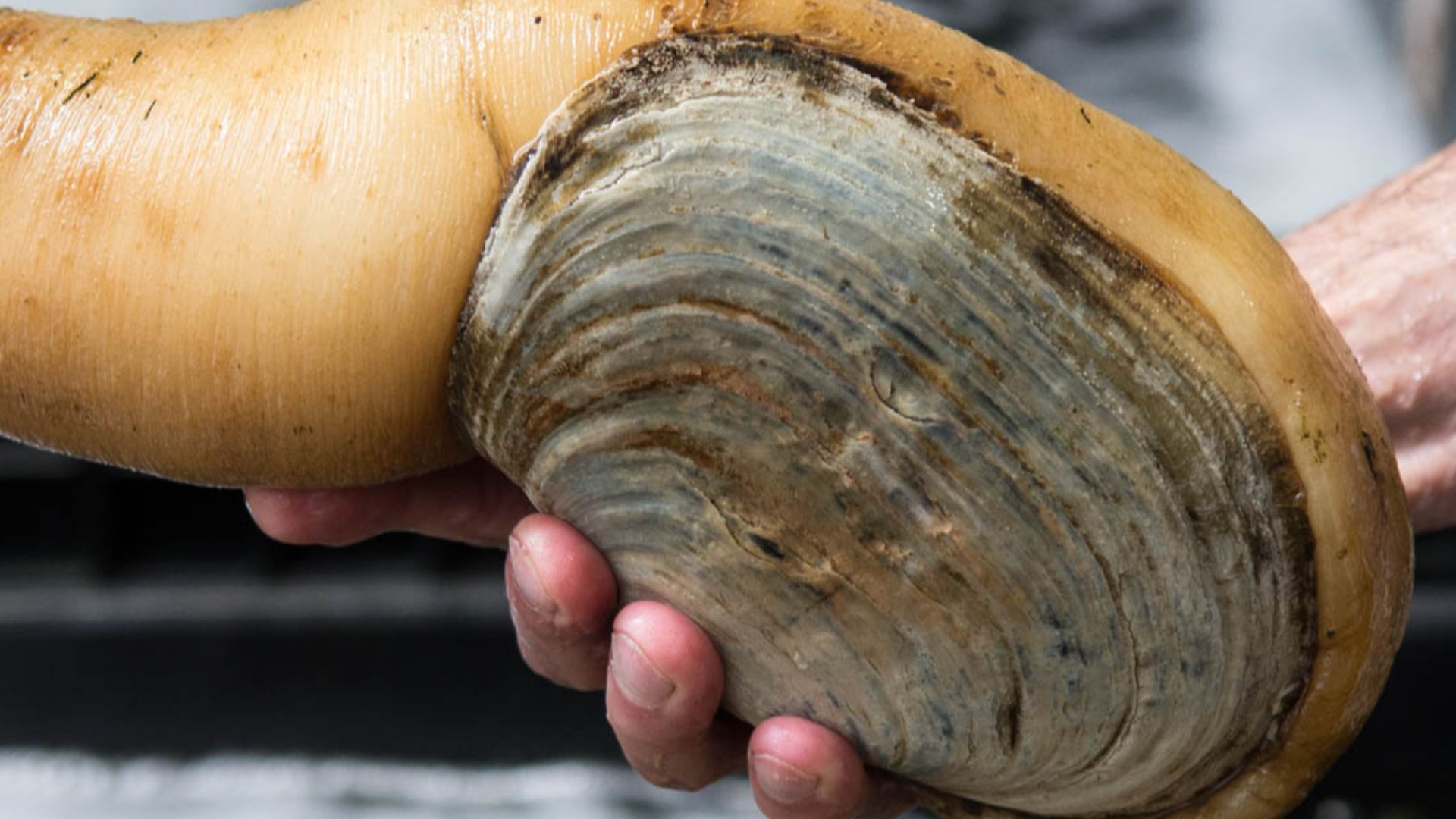 Geoduck