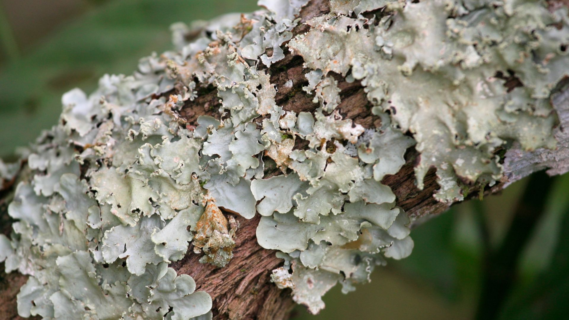 Lichens (pronounced /ˈlaɪkən/,[1] sometimes /ˈlɪtʃən/[2]) are composite organisms consisting of a symbiotic association of a fungus (the mycobiont) with a photosynthetic partner (the photobiont or phycobiont), usually either a green alga (commonly Treboux