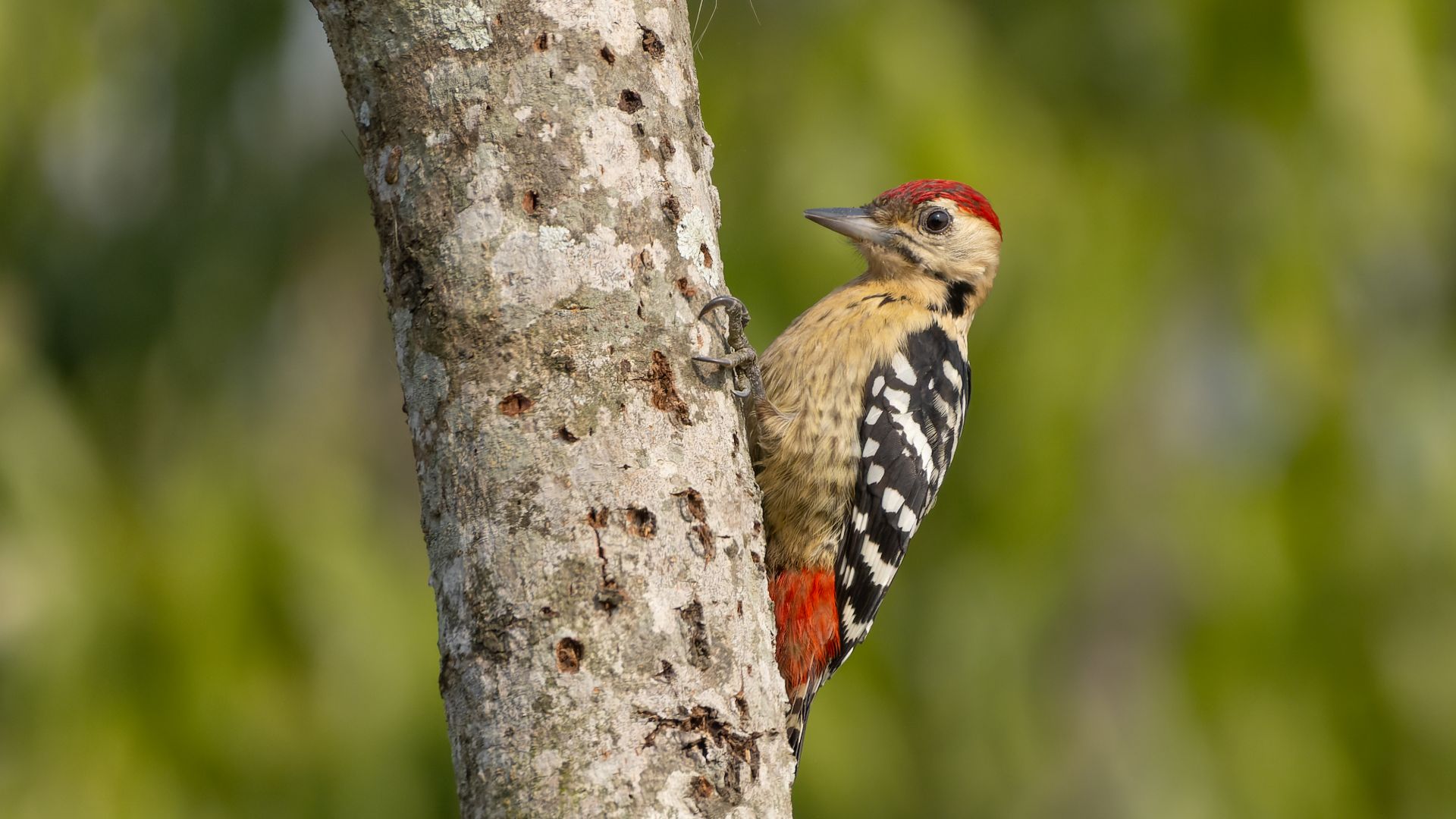 Fulvous-breasted Woodpecker (Dendrocopos macei, Picidae, Piciformes) in Jalpaiguri, West Bengal, India.