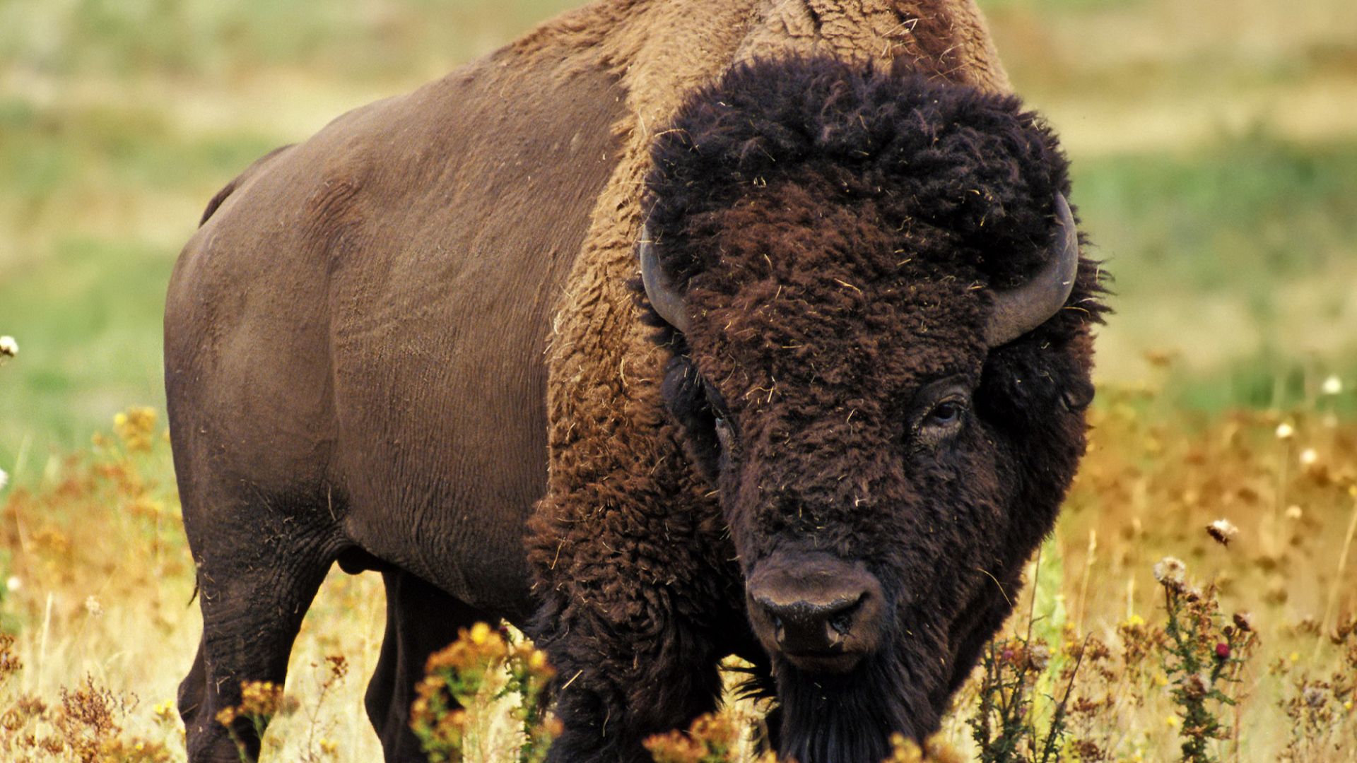 A bison