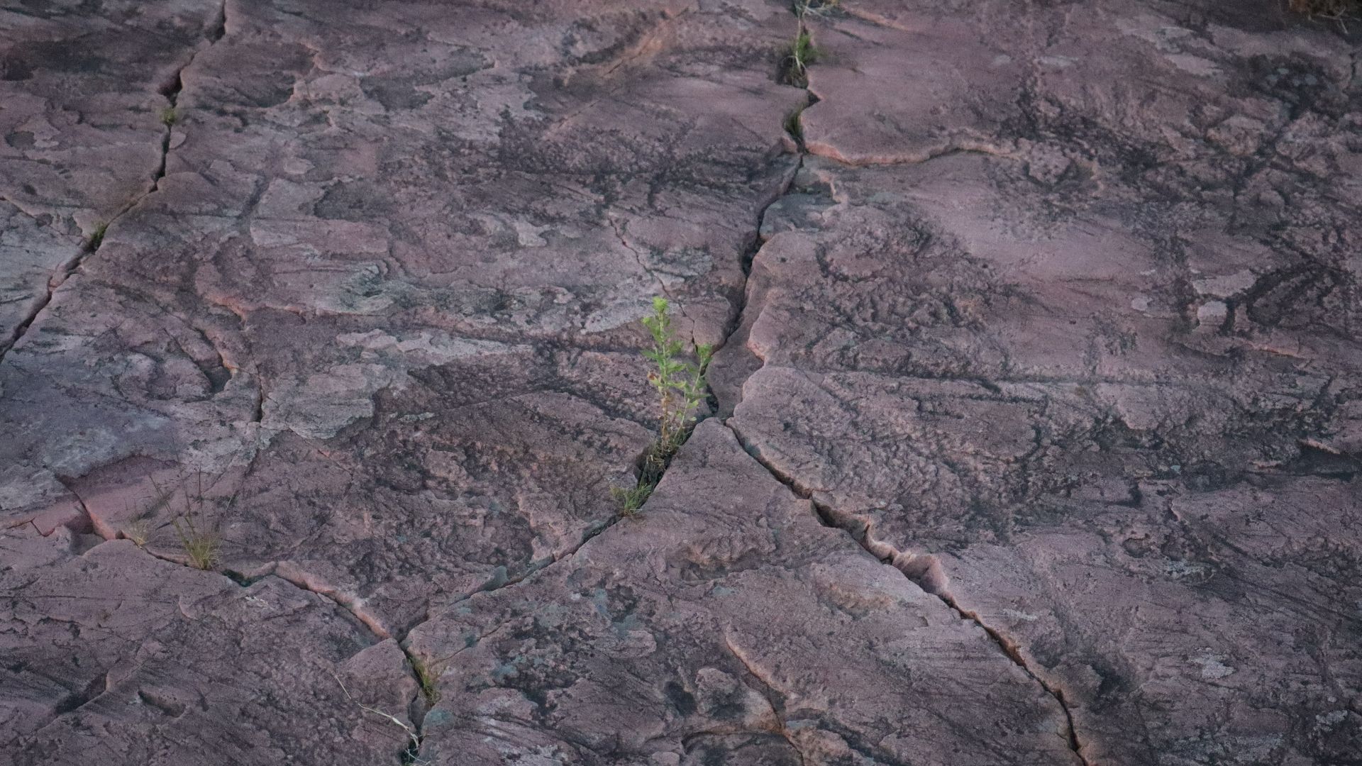 Ancient rock markings known as the Jeffers Petroglyphs in Minnesota