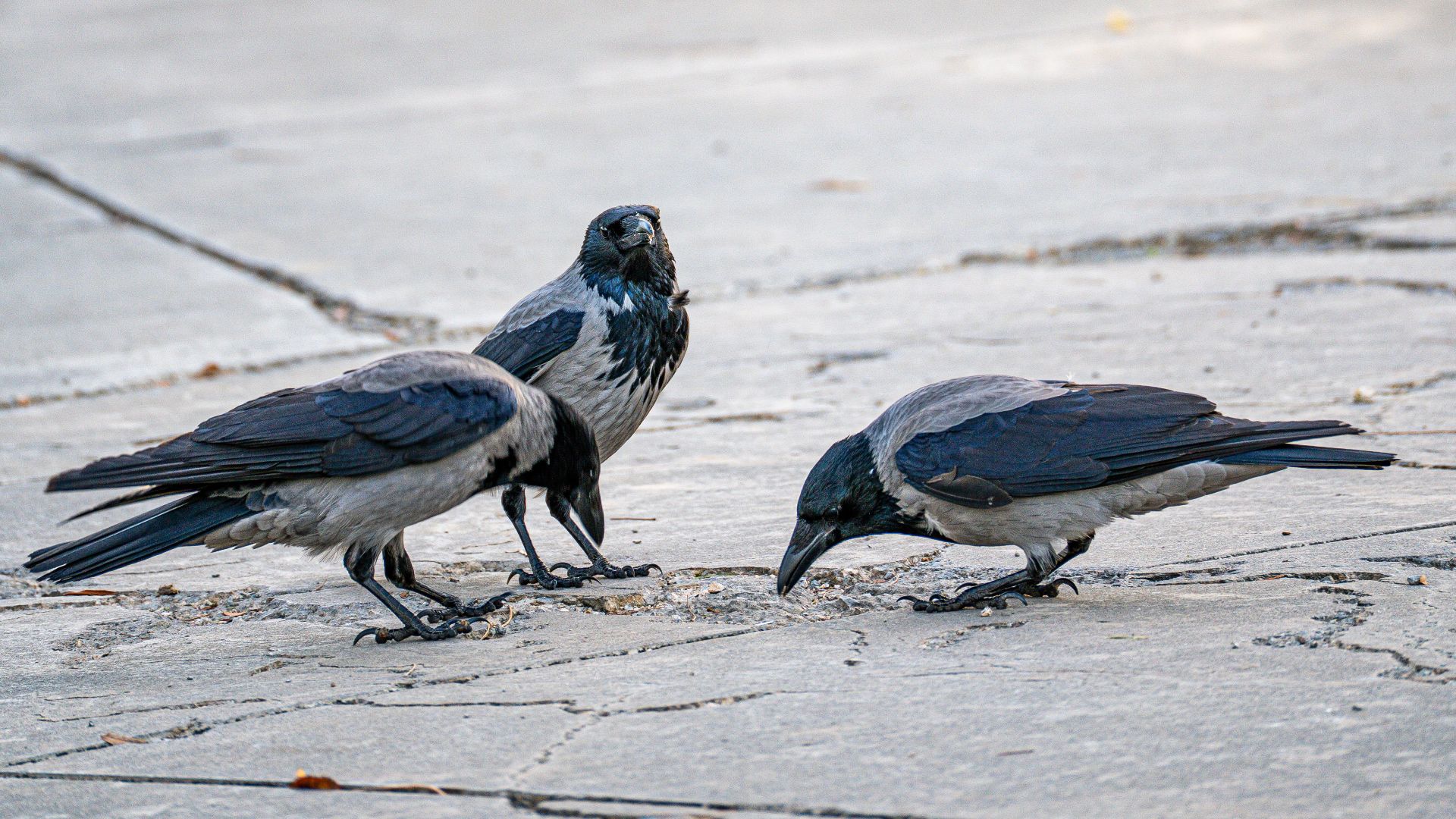 Three hooded crows gather on a park path amid autumn surroundings.