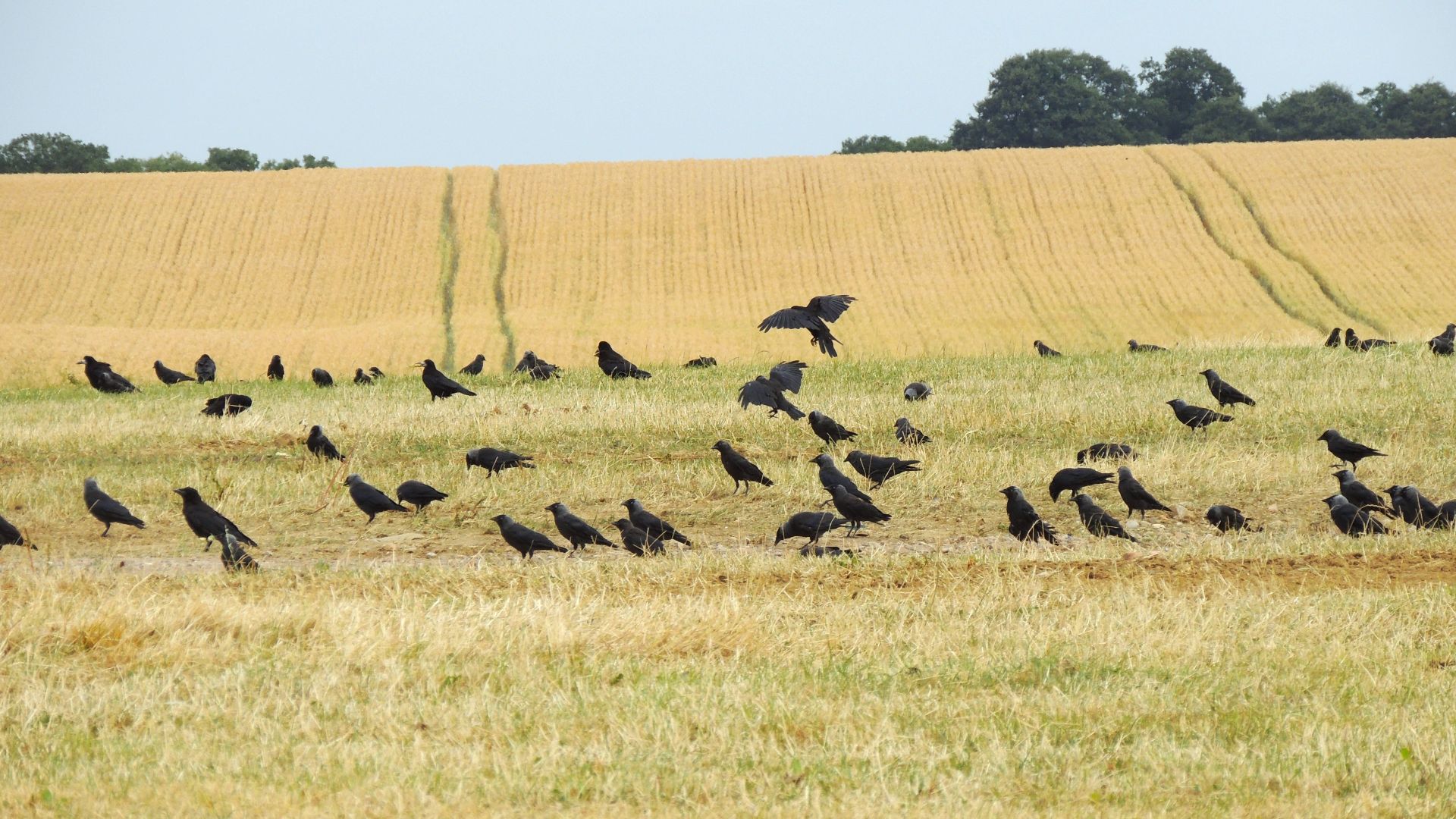 A group of jackdaws gathers in a golden wheat field on a sunny summer day, showcasing natural rural beauty.