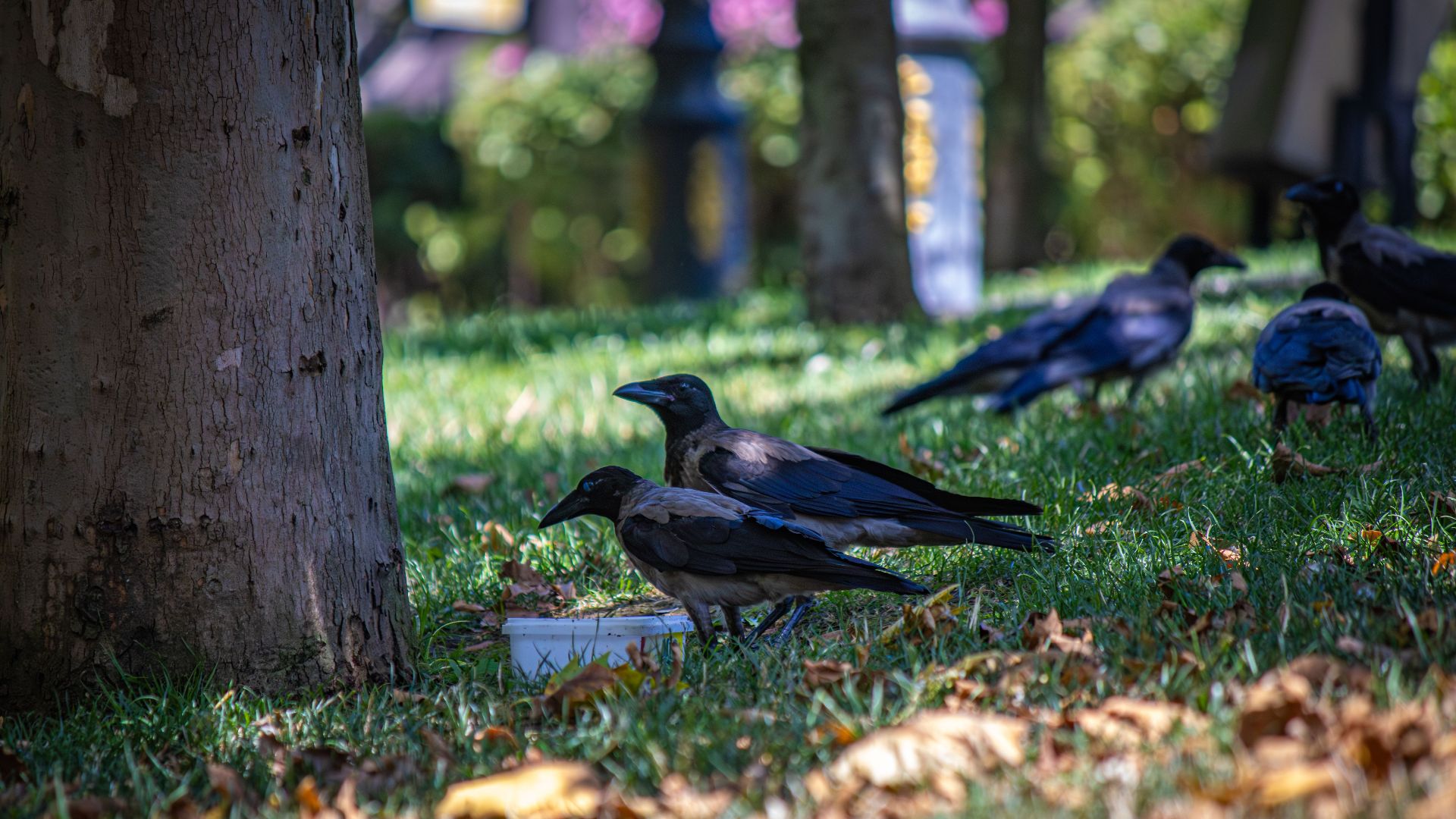 A group of crows foraging near a tree in a vibrant park, surrounded by greenery.