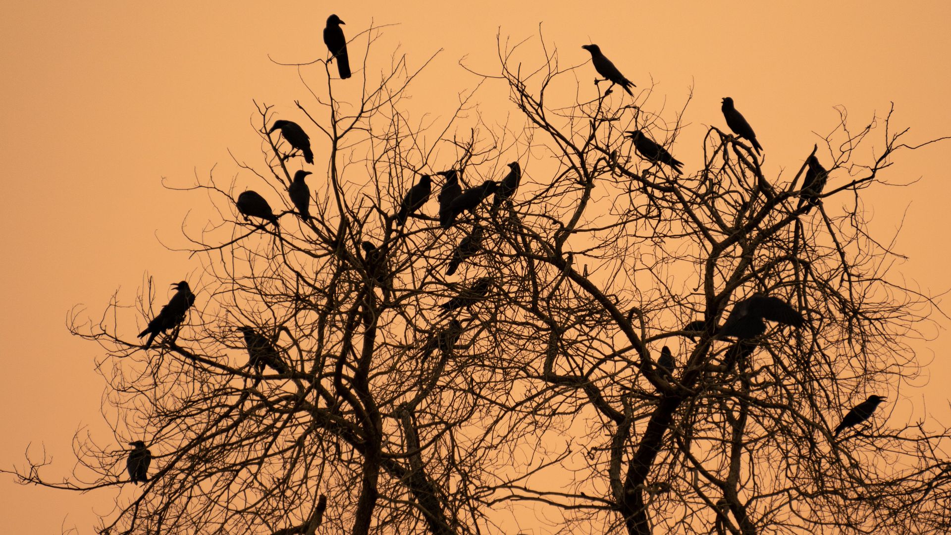Silhouette of crows perched on leafless branches against a warm sunset sky in Azamgarh, India.