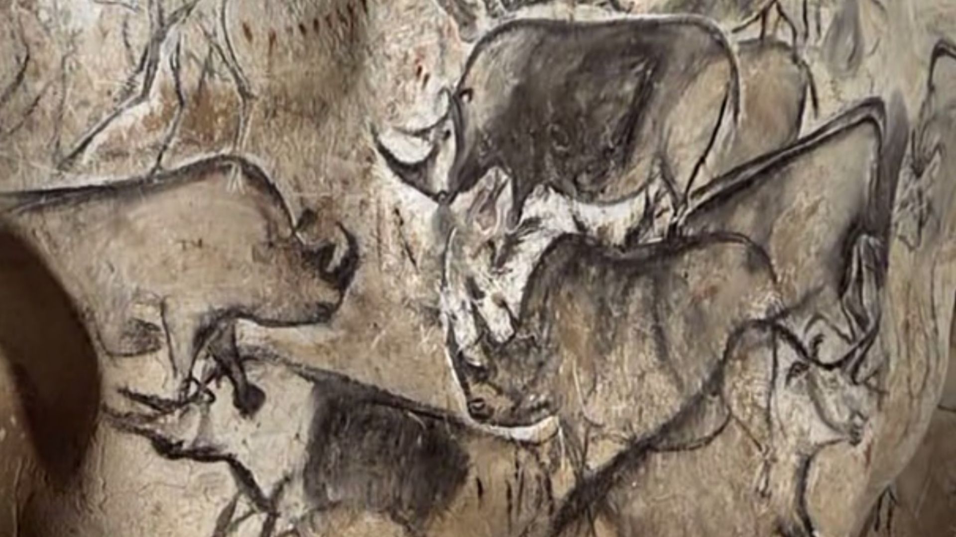 Rhino drawings from the Chauvet Cave