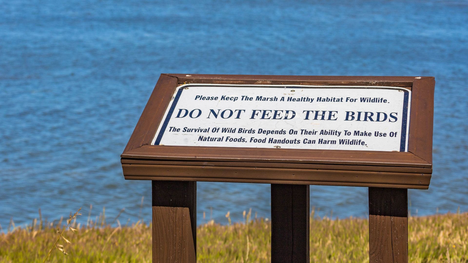 A tranquil lakeside scene emphasizing wildlife conservation with a 'Do Not Feed the Birds' sign.