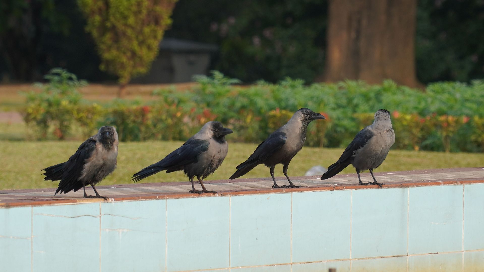 Group of four house crows perched on a pool edge in Jamshedpur, India.