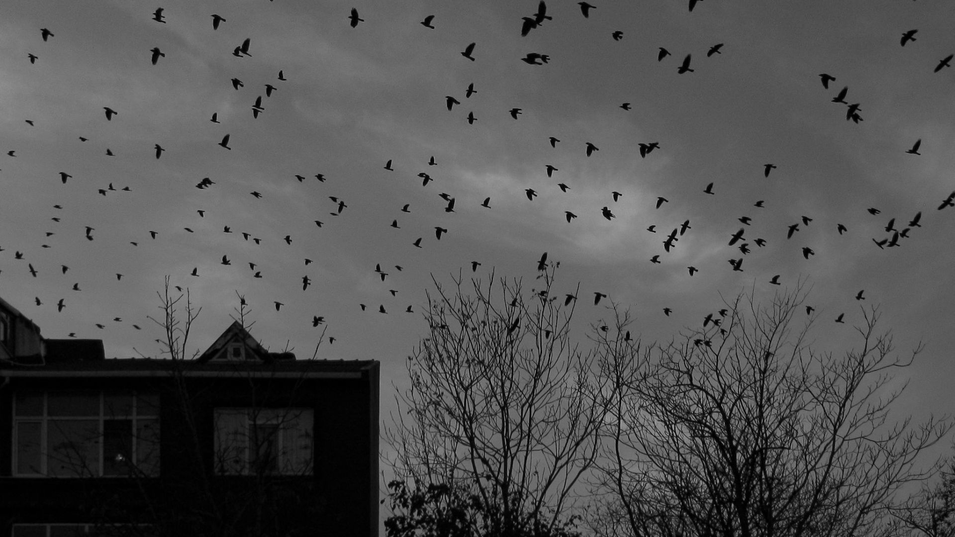 Silhouetted birds in a dramatic sky over urban buildings during twilight.