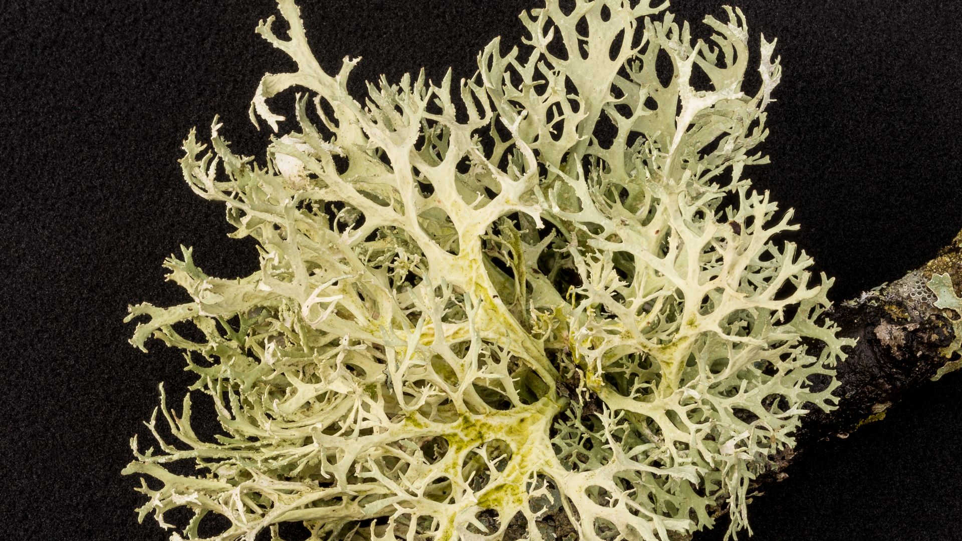 Lichen, Cladonia portentosa und Hypogymnia physodes
