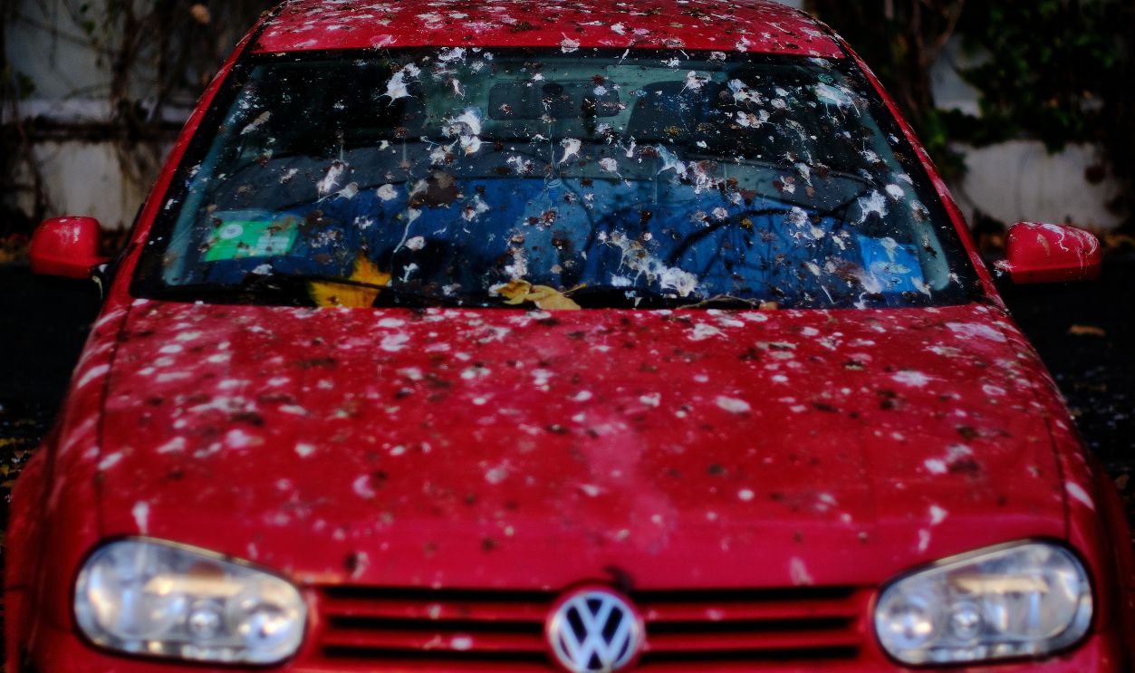 Bird droppings