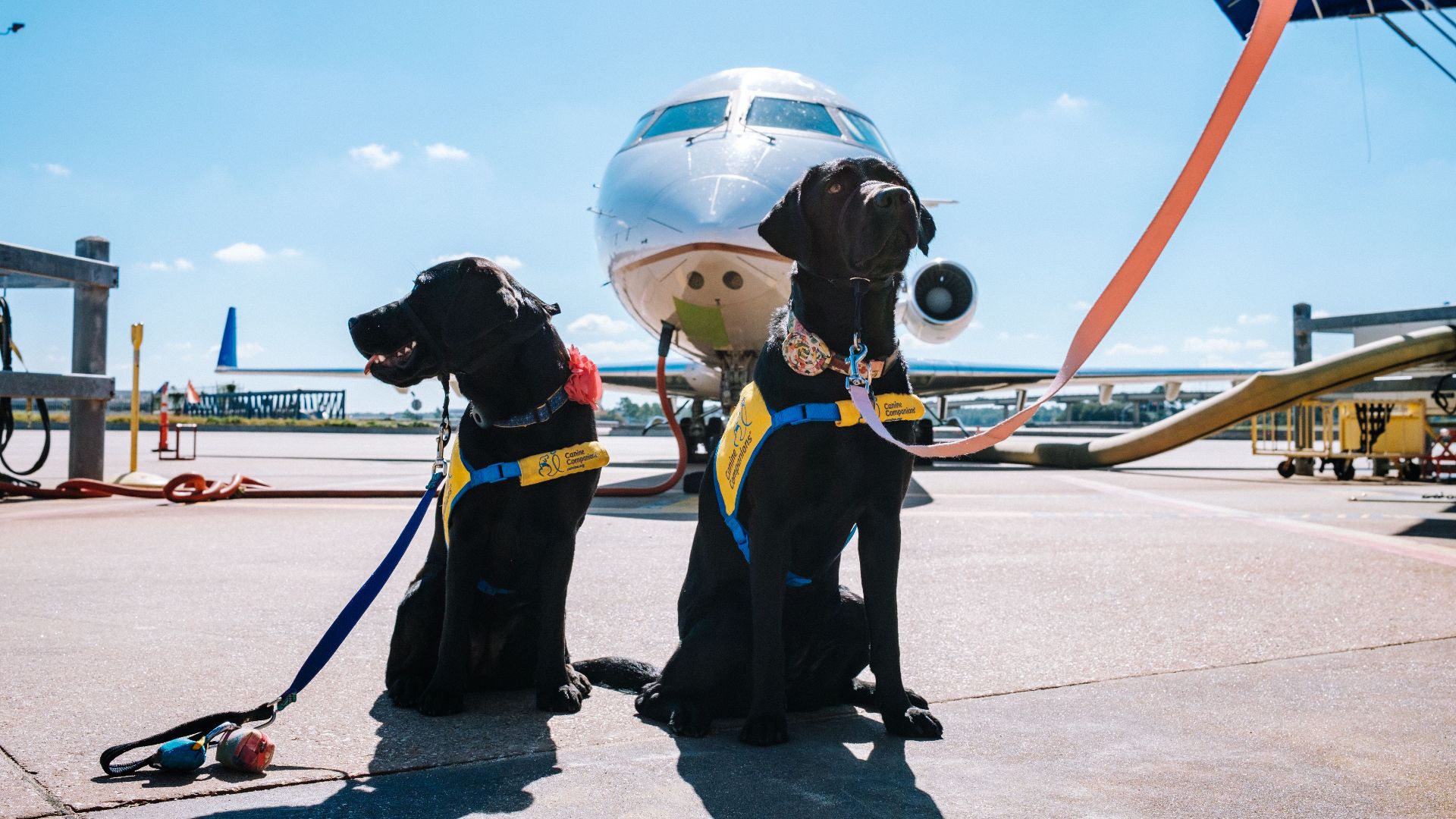 Two black Labrador Retrievers wearing service vests at an airport in front of an airplane.