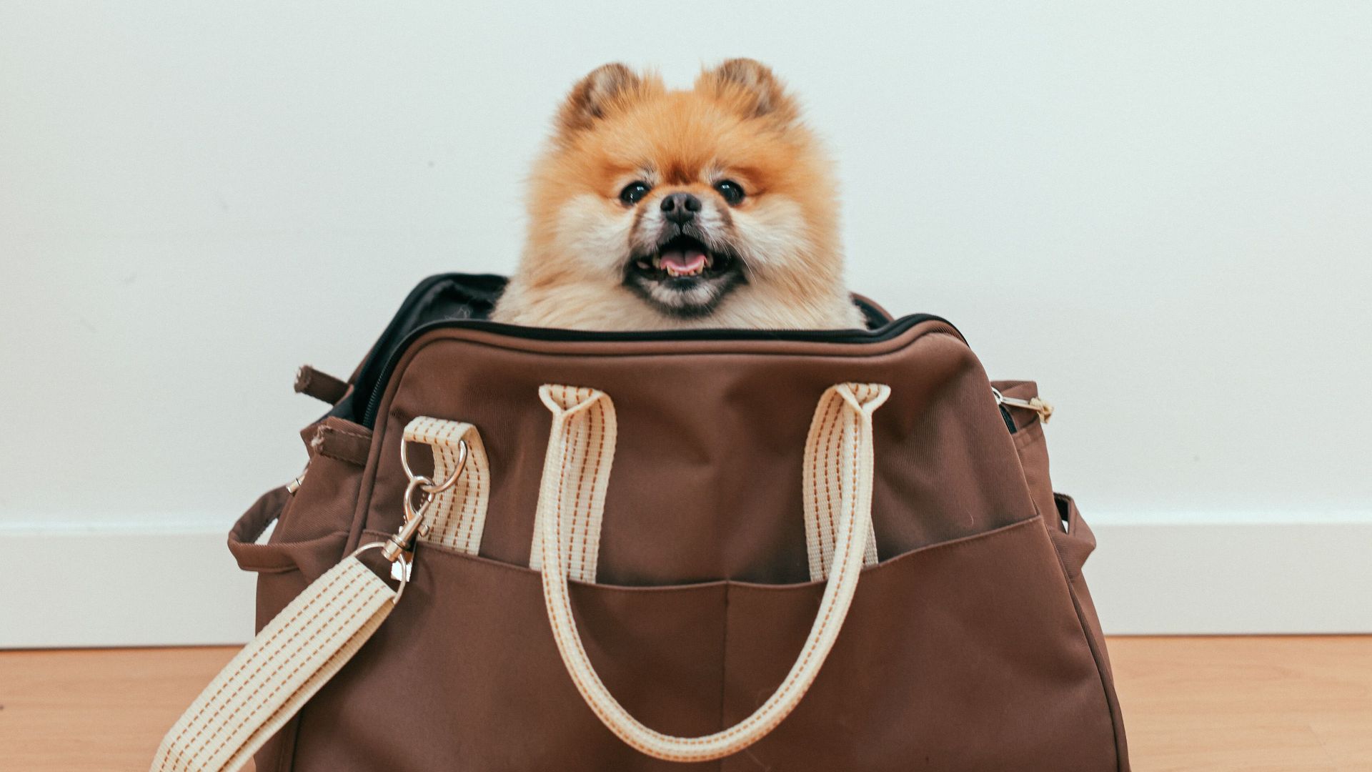 Cute Pomeranian puppy peeking out from a brown travel bag on a wooden floor indoors.
