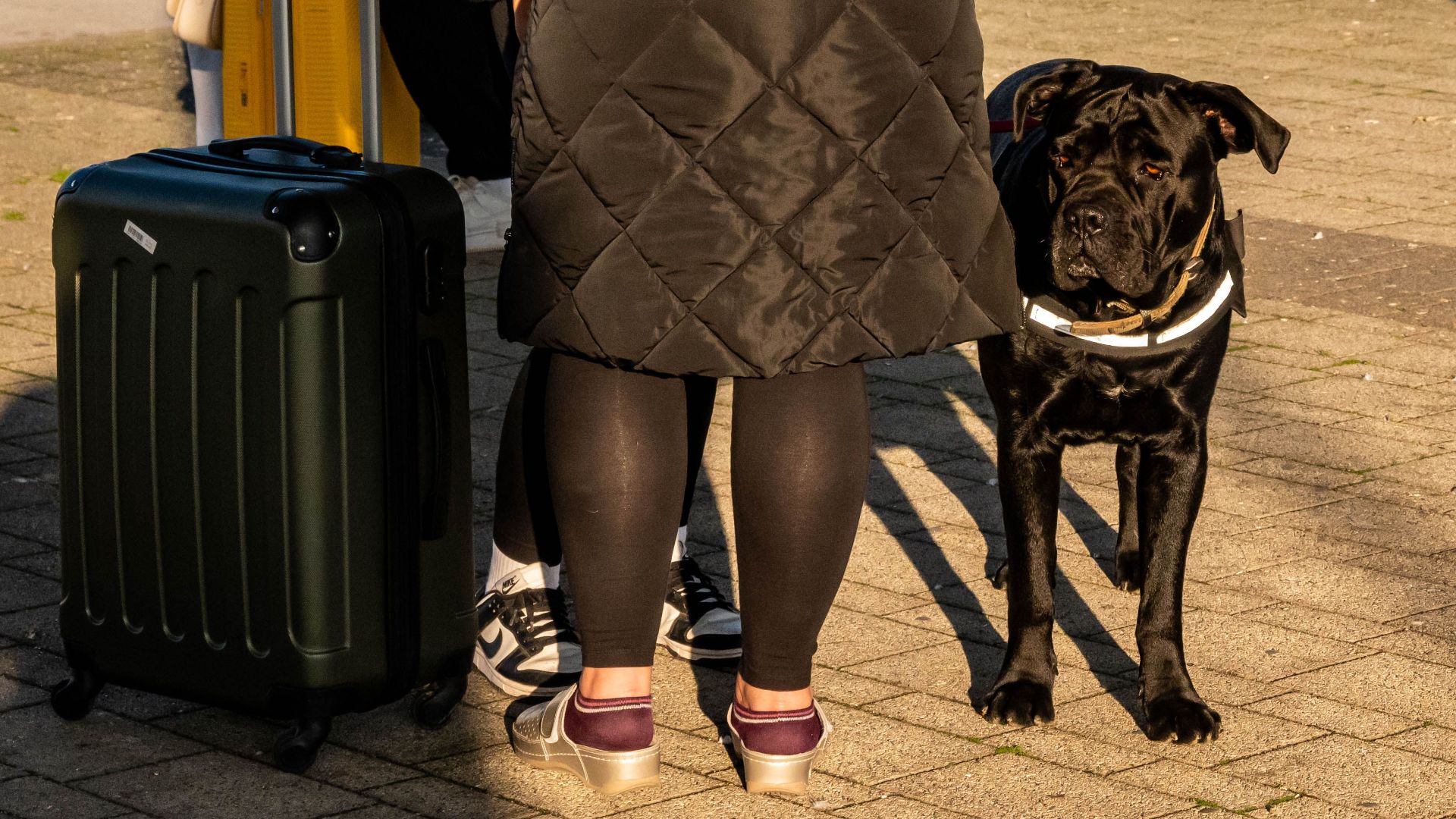 Traveler with suitcase and dog on sunny day in Kutina, Croatia.