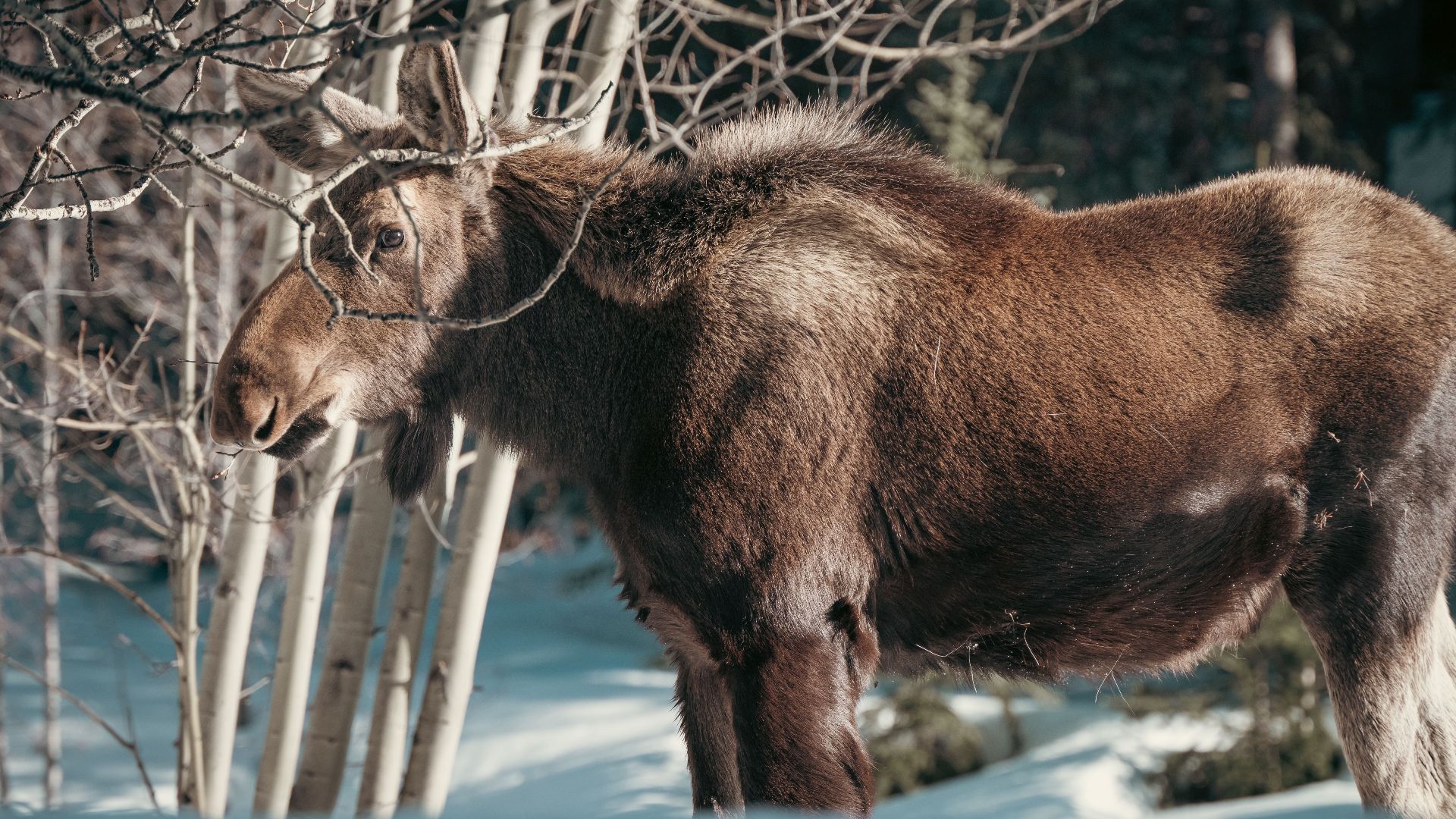 Majestic moose grazing among trees in a snowy forest during winter.