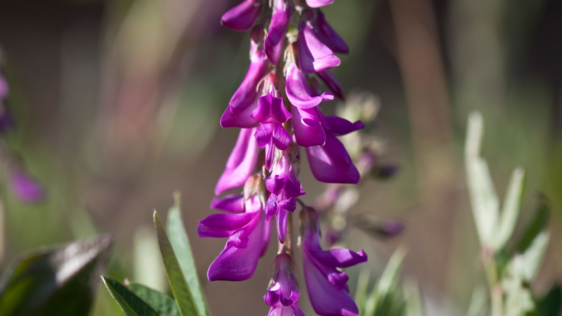 Hedysarum alpinum, Denali National Park and Preserve, AK, USA