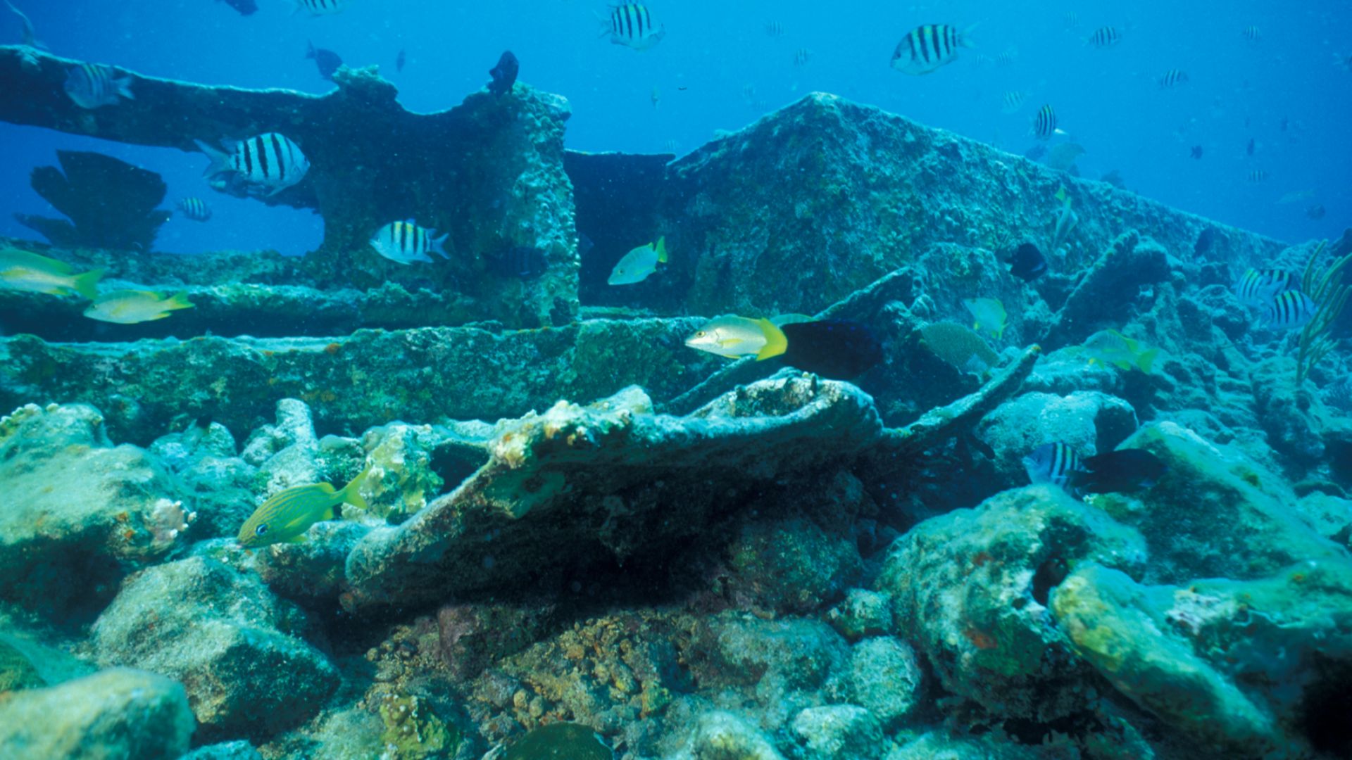 Location Biscayne National Park
Description  Within sight of downtown Miami, yet worlds away, Biscayne protects a rare combination of aquamarine waters, emerald islands, and fish-bejeweled coral reefs. Here too is evidence of 10,000 years of human history