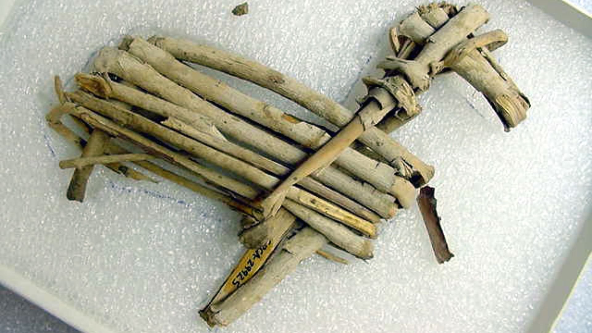 Some of the most facinating artifacts found here in the Grand Canyon are split-twig figurines.
Each one is made from a single twig, often willow, split down the middle, and then carefully folded into animal shapes.
These figurines date from 2,000 to 4,000