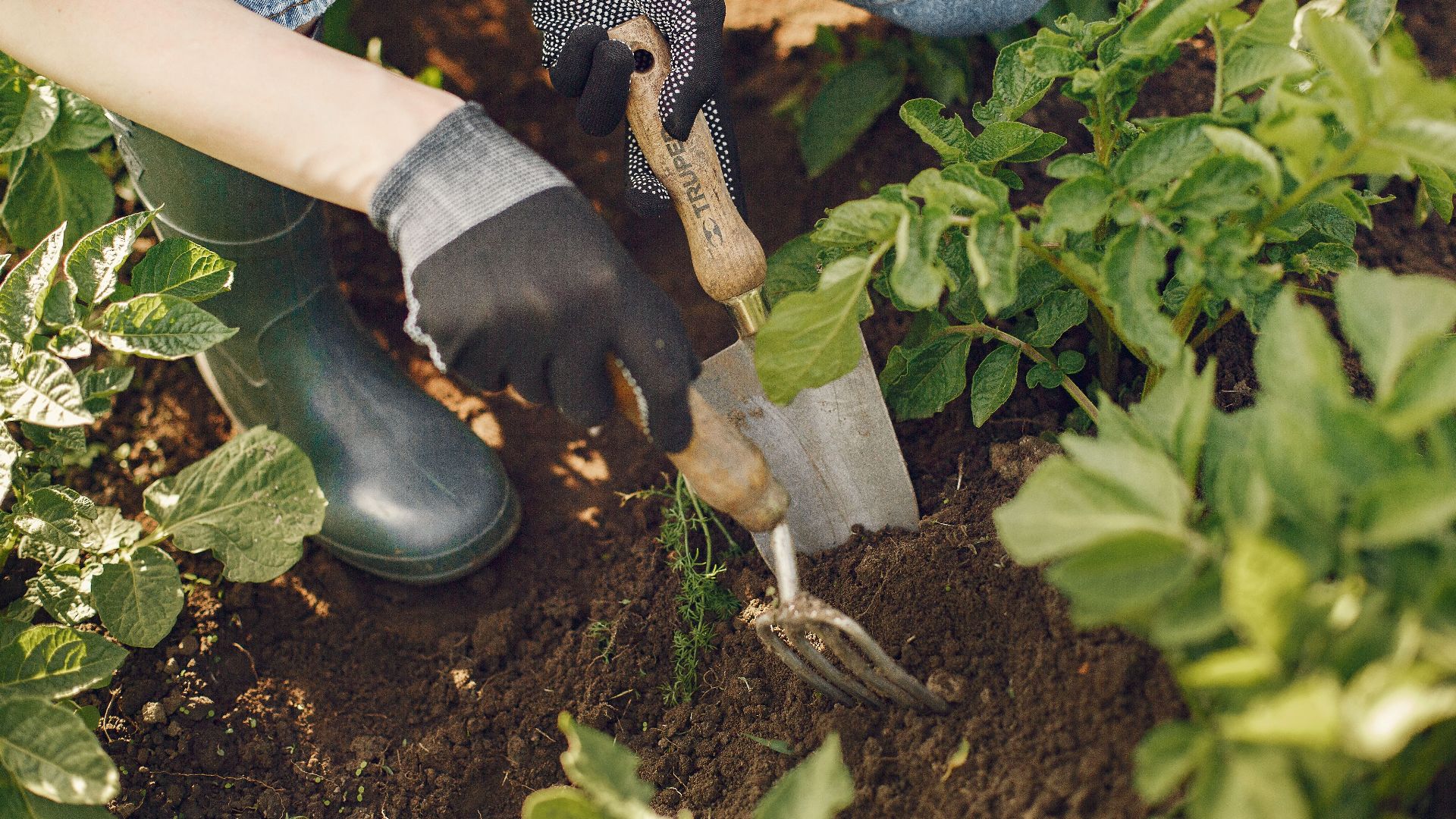 A close-up of a gardener using tools in a lush vegetable garden, illustrating hands-on gardening work.