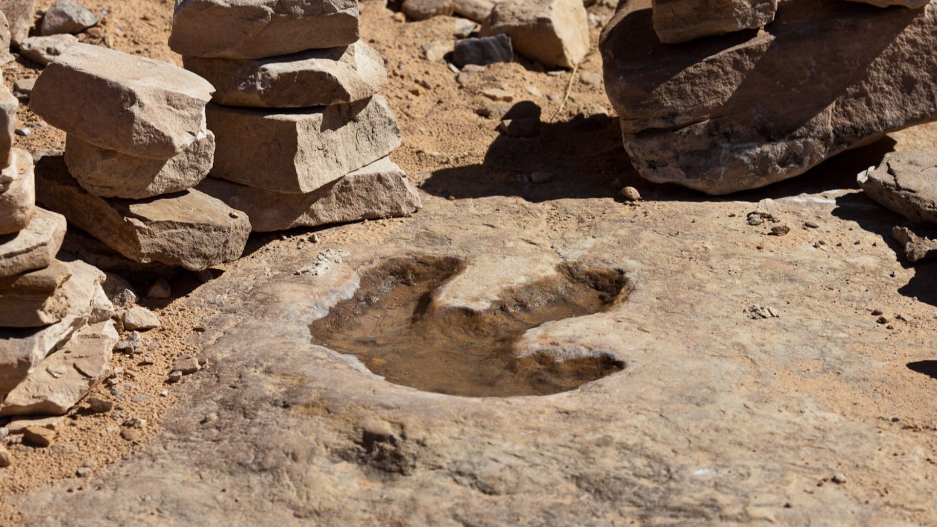 Dinosaur footprint