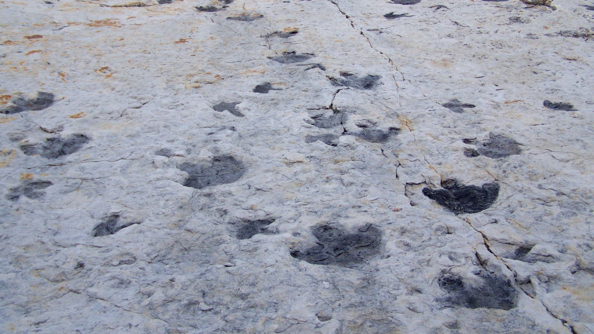 Tracks in rock at Dinosaur Ridge, Morrison Fossil Area, Jefferson County, Colorado.