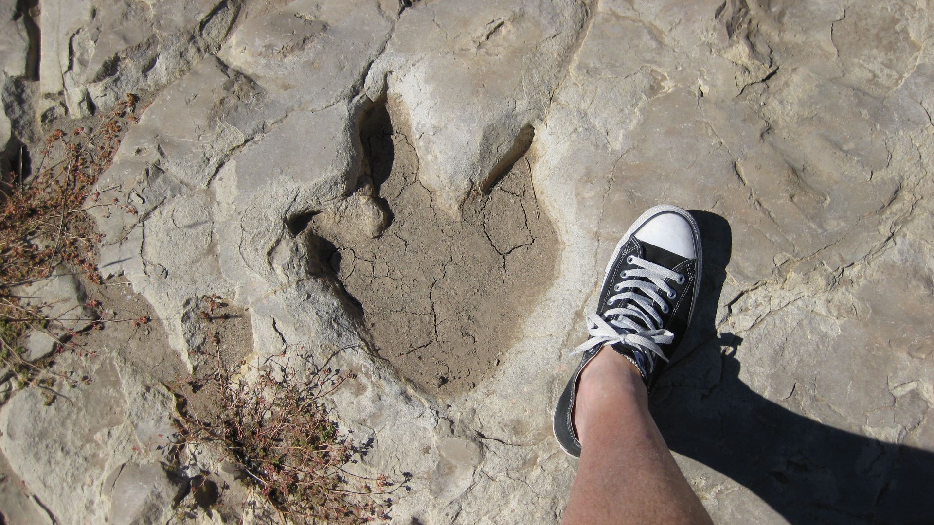 Theropod footprint at the Purgatoire River dinosaur track site, Picket Wire Canyonlands, Colorado, U.S.A.