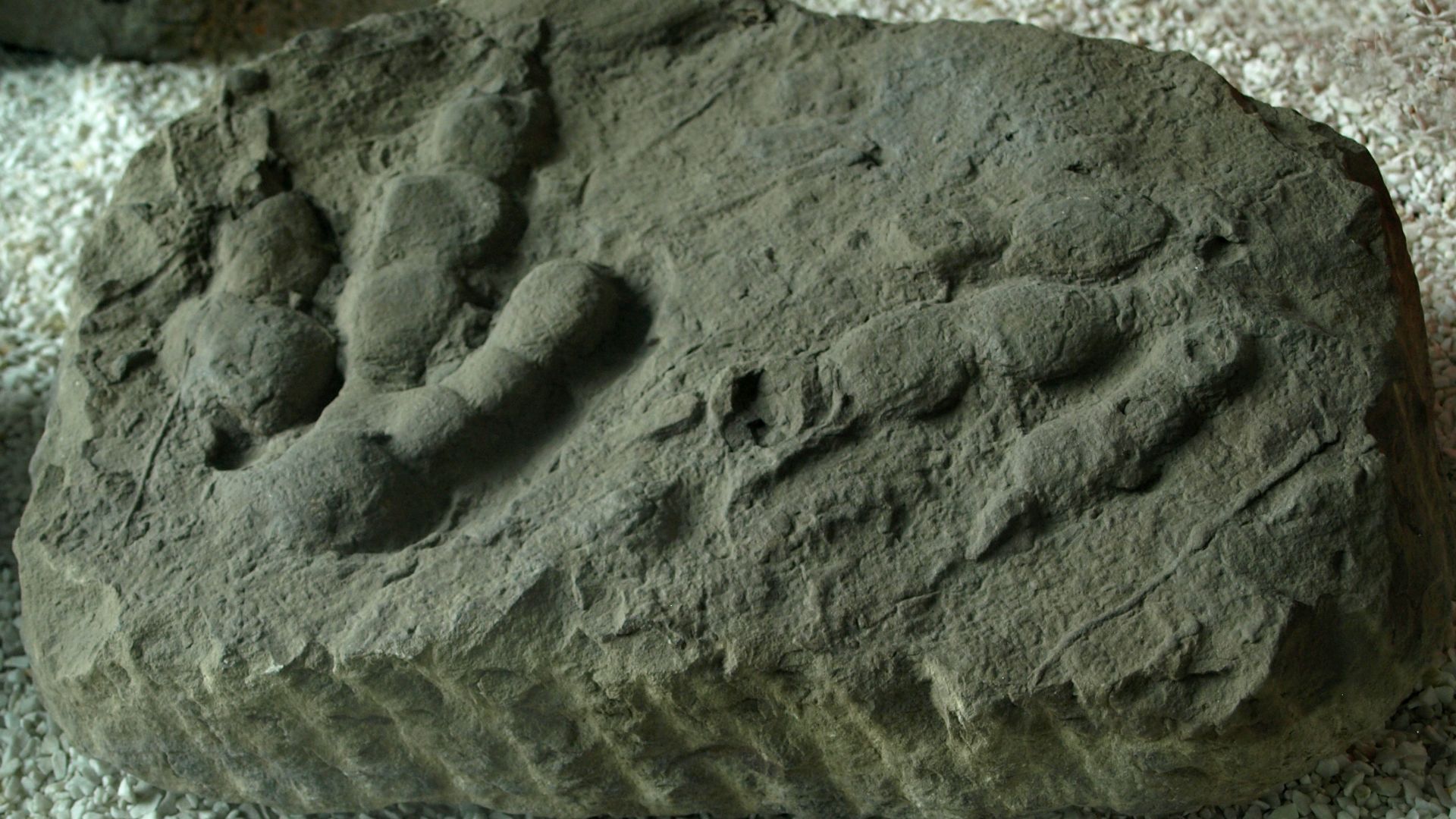 Reversed-impression footptints (ichnites) of Jialingpus yuechiensis, on display at the Paleozoological Museum of China.