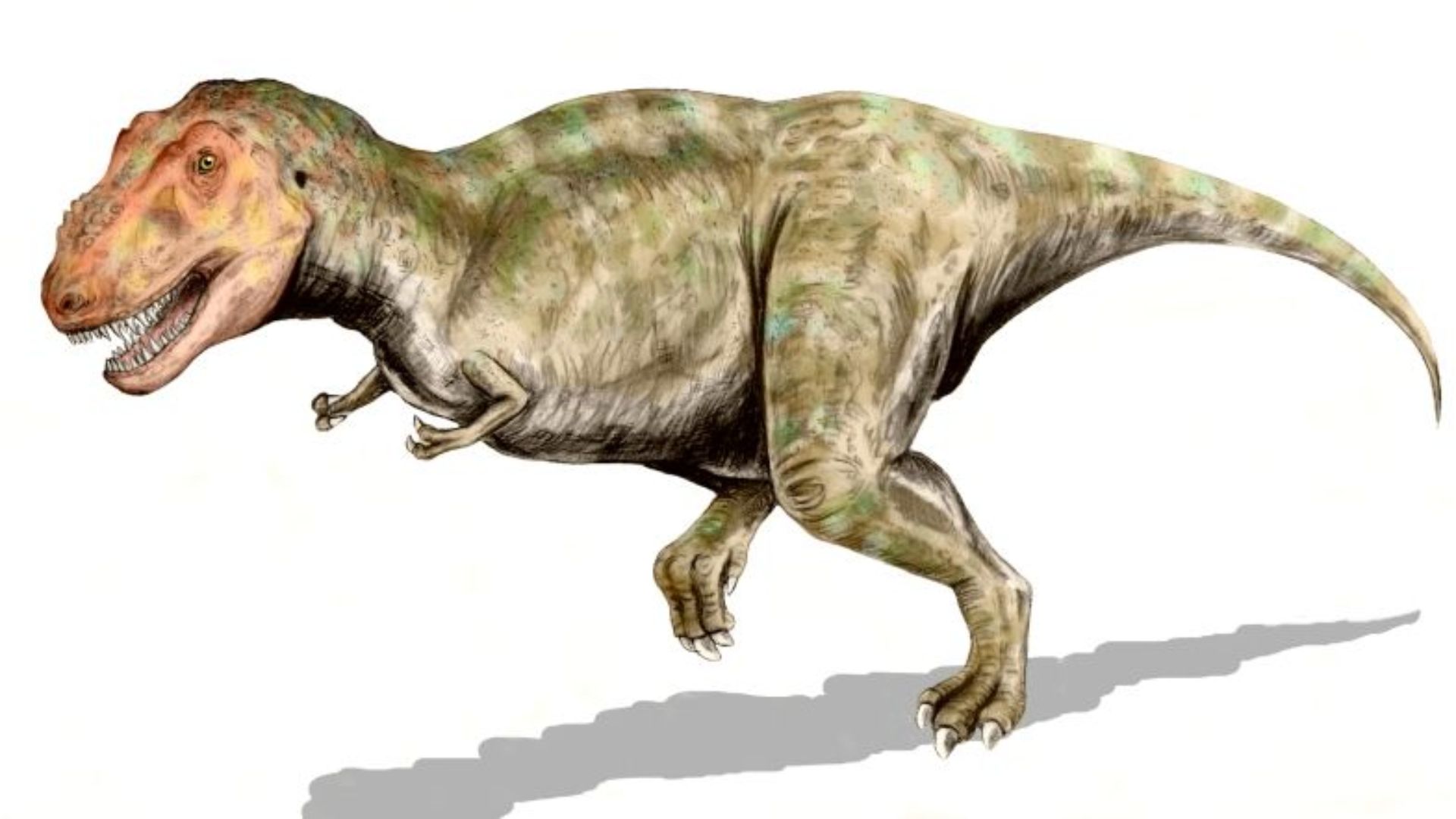 Tyrannosaurus, a theropod from the Late Cretaceous of North America, pencil drawing
