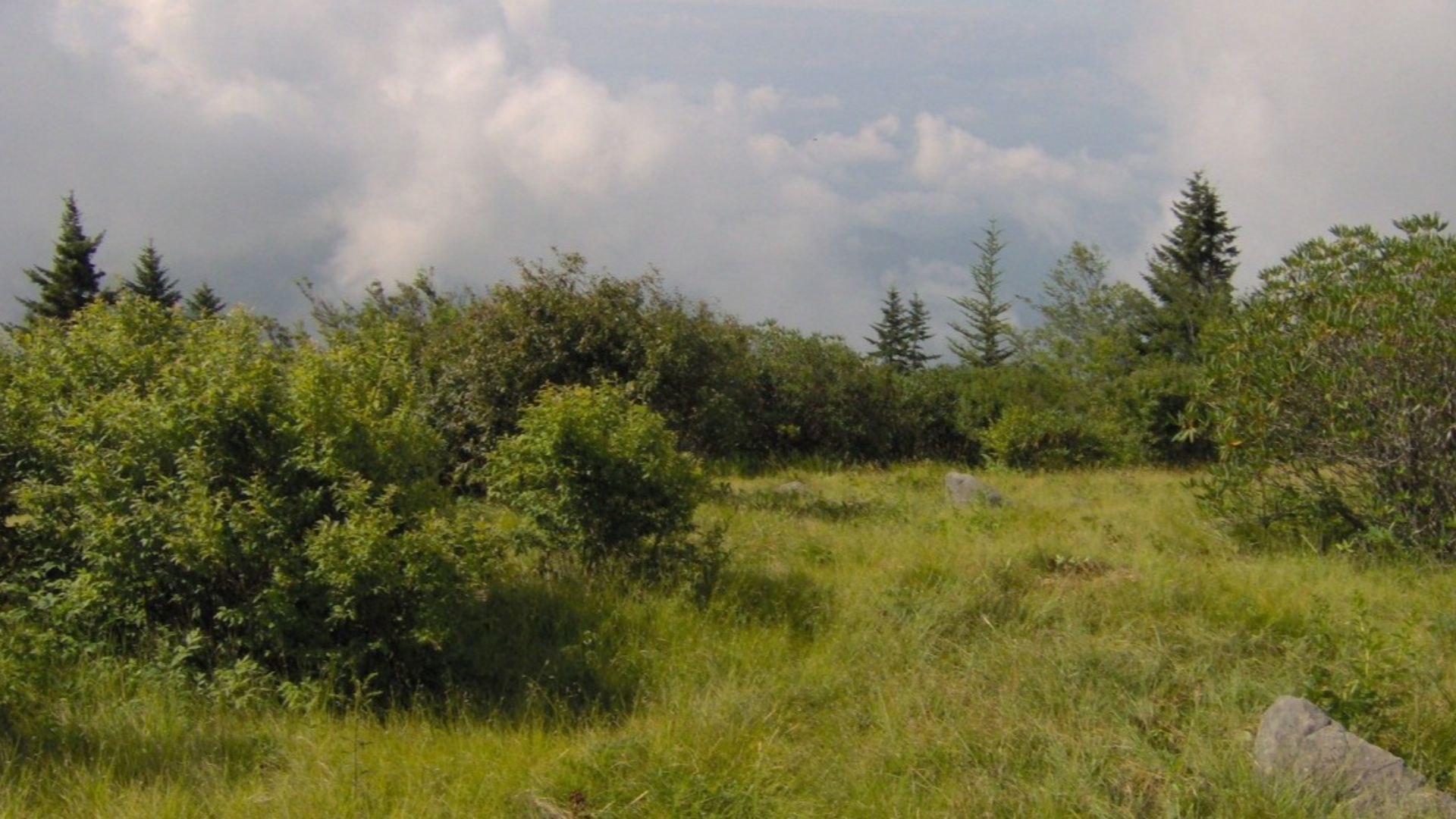 The bald area atop Andrews Bald (el. 5,920 feet/1,804 meters) in the Great Smoky Mountains.  Andrews Bald is one of two grassy balds (Gregory Bald being the other) maintained as a grassy bald by the National Park Service.