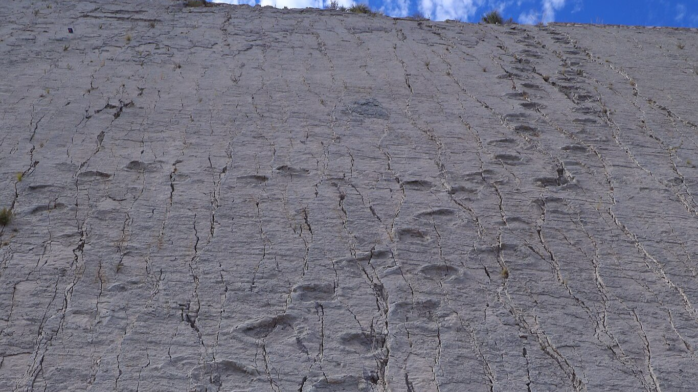 A hill with Sauropod Dinosaur Tracks