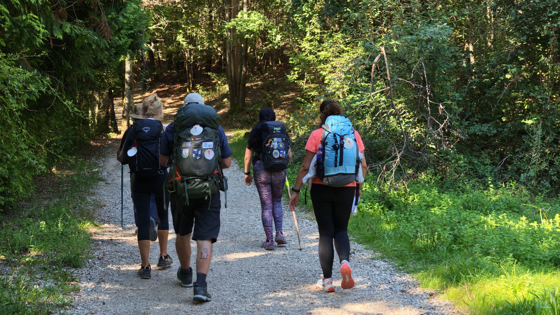 Five adults hiking on a forest trail, equipped with backpacks, enjoying nature.