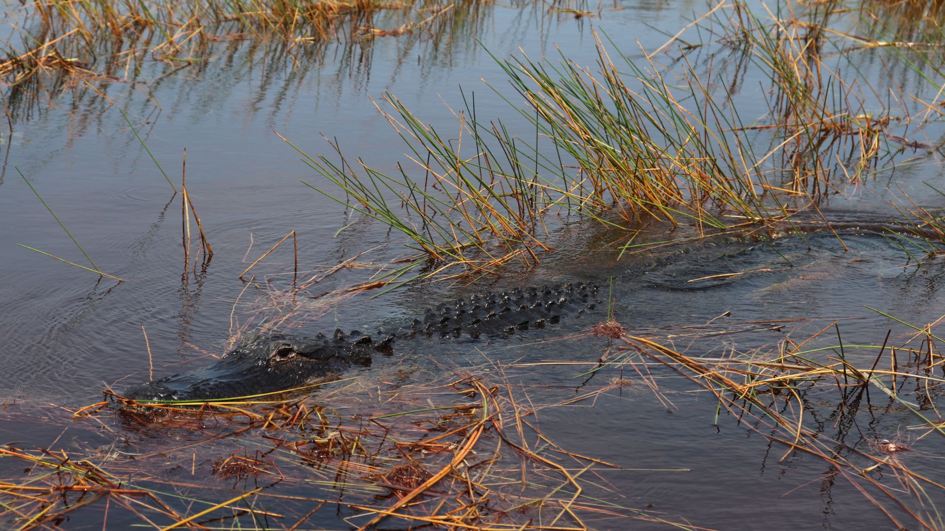 Everglades Alligator bei Luftkissenboot tour 2019.