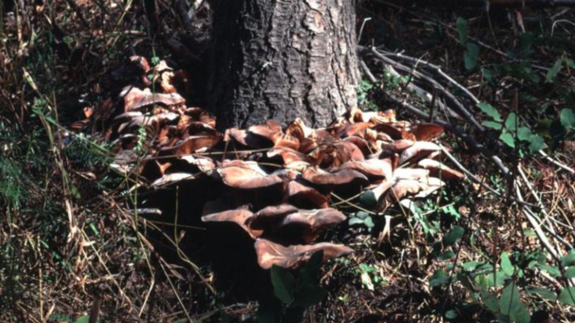 Armillaria Ostoyae mushrooms at the base of a live infected grand fir in the The Malheur National Forest- Location of the World's Largest Living Organism (The Humongous Fungus)