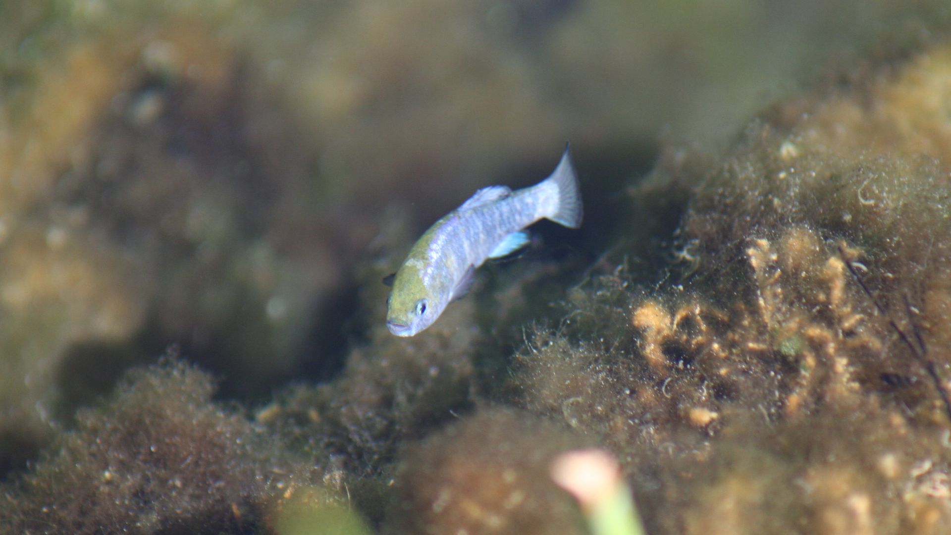 An endangered Ash Meadows Amargosa pupfish swims in King's Pool, along the Point of Rocks Boardwalk, in Ash Meadows National Wildlife Refuge in Nevada. (USFWS)